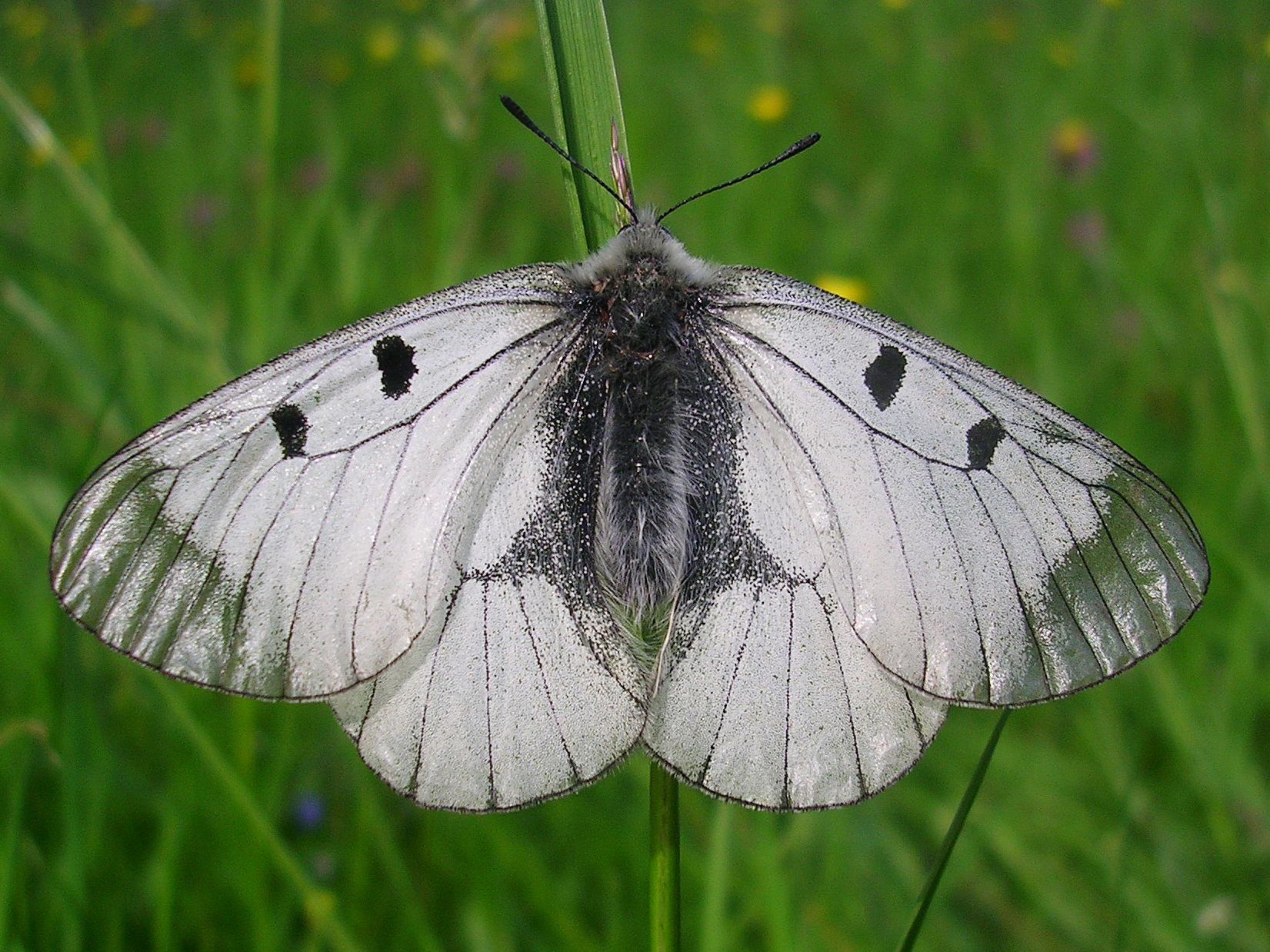 25062013170932 1026 art 814 schwarzer apollofalter21