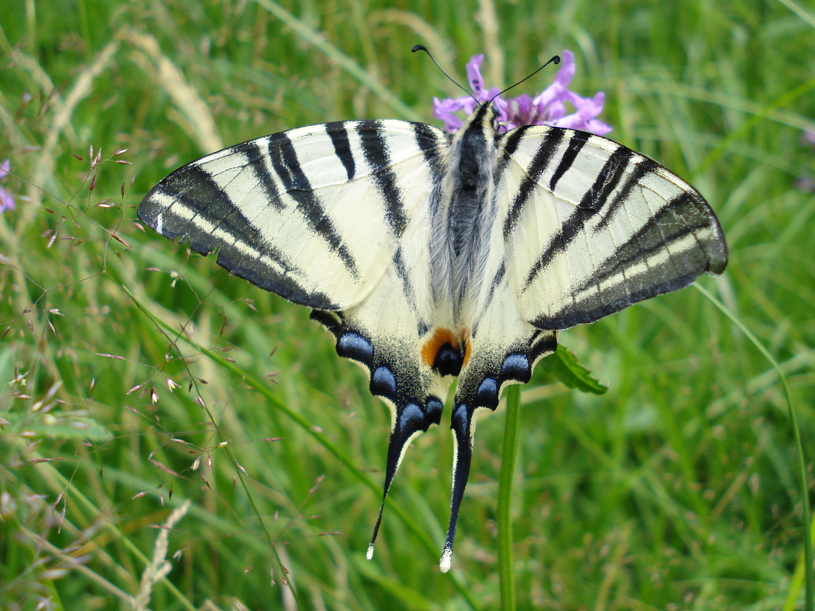 25062013171201 1027 art 820 segelfalter22