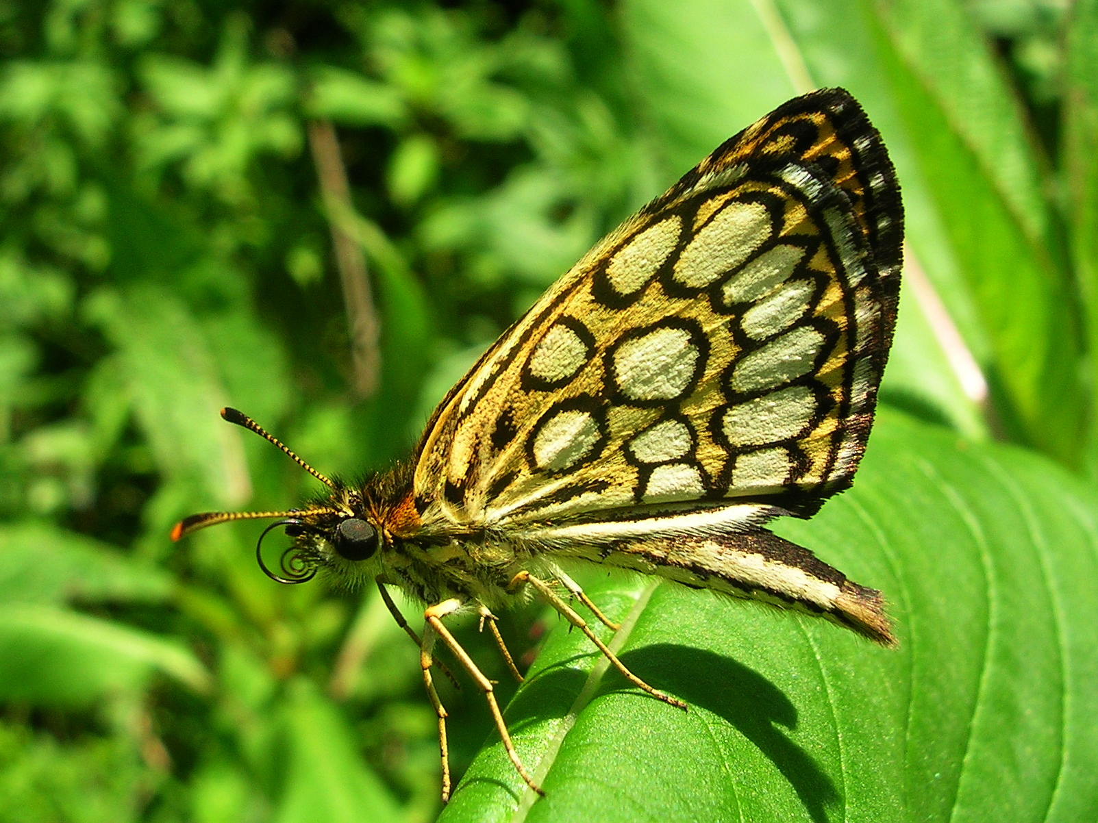 25062013171430 1028 art 830 spiegeldickkopffalter23