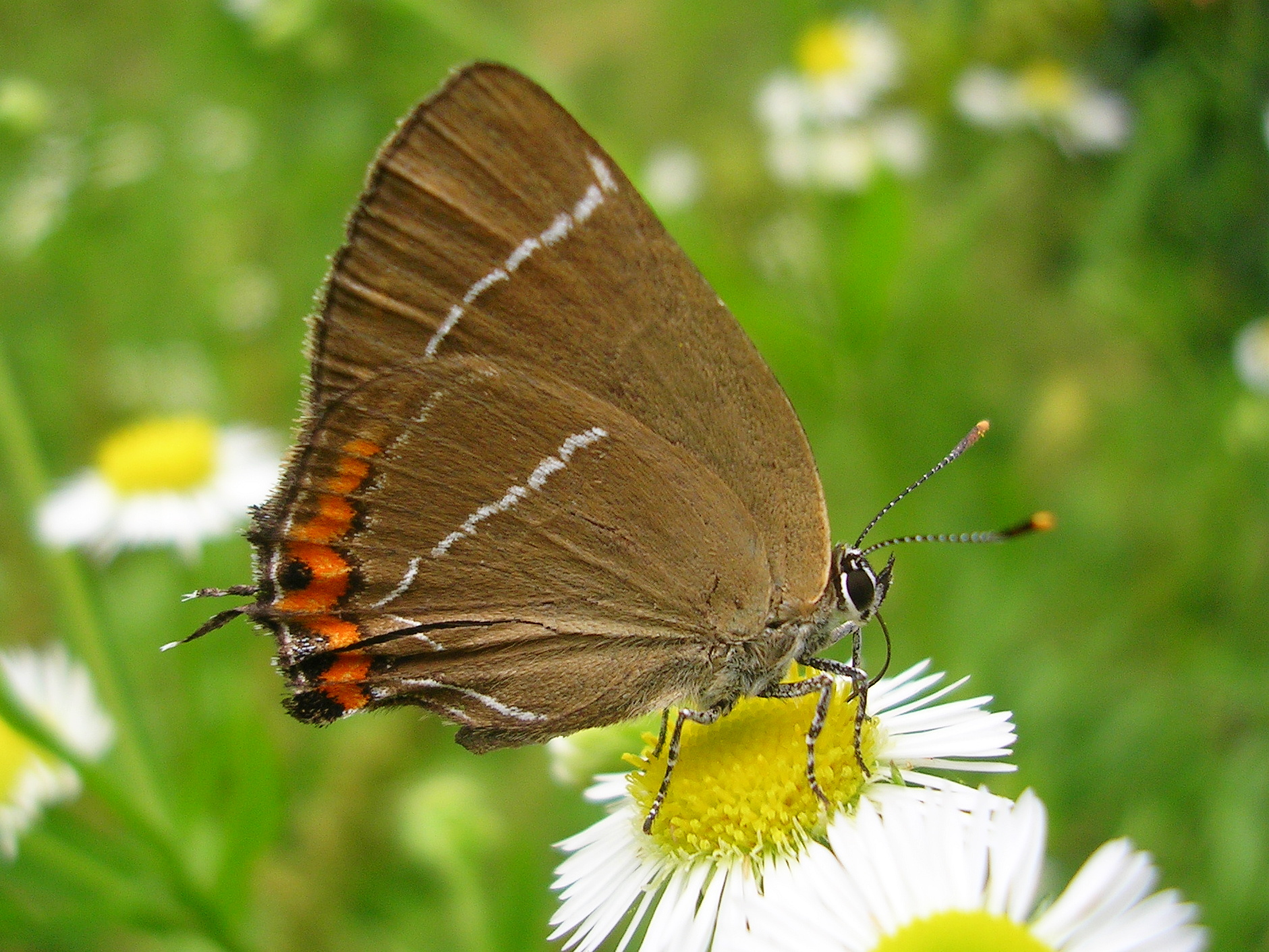 25062013171736 1029 art 844 ulmenzipfelfalter24