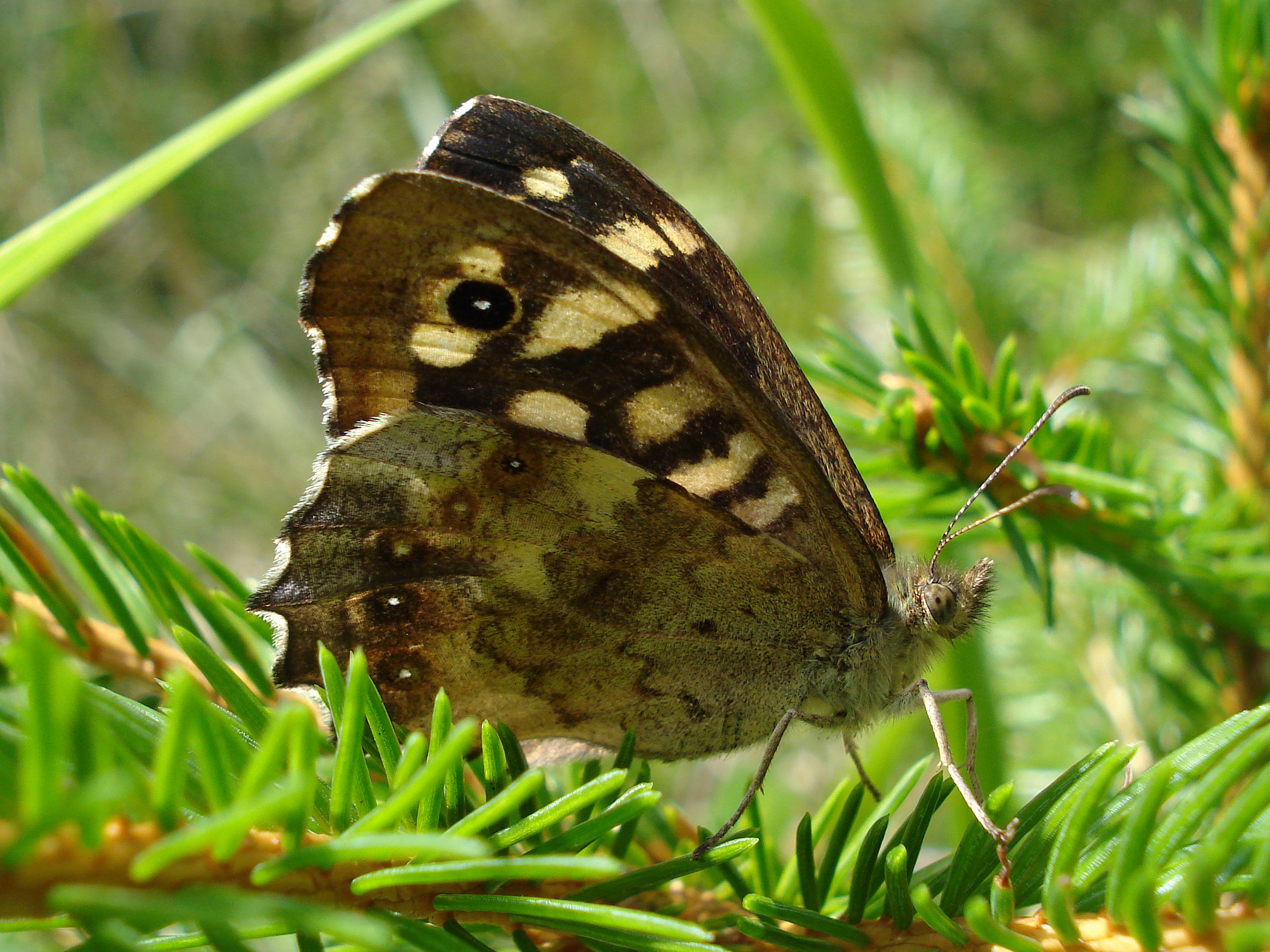 25062013172233 1031 art 848 waldbrettspiel25