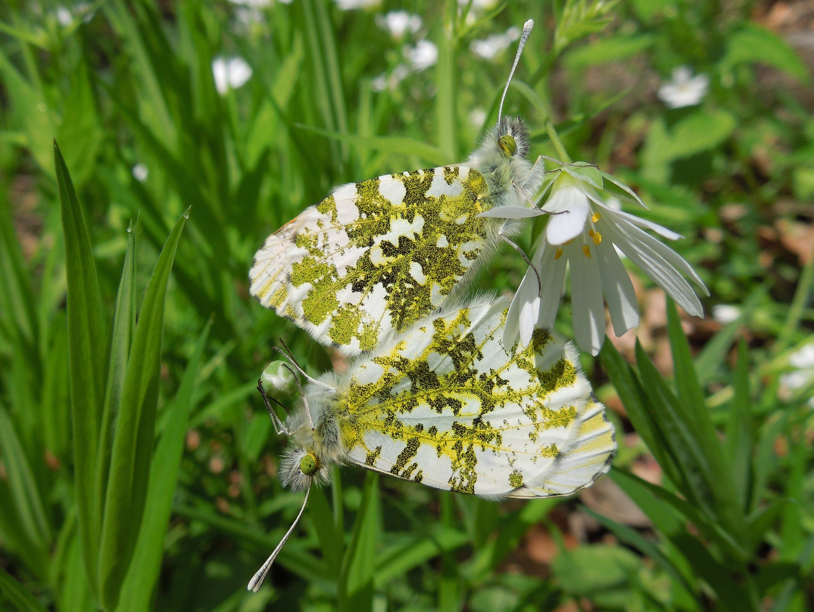 25062013185422 1032 art 821 x aurorafalter26