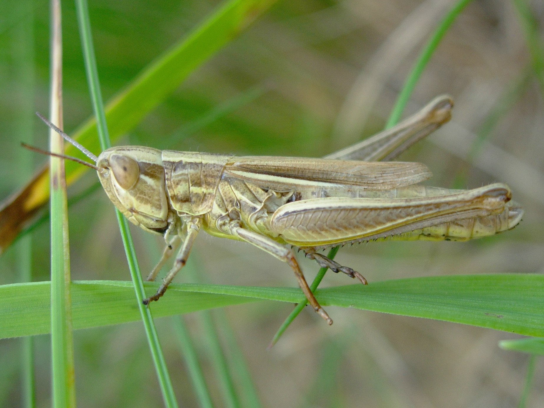 25062013185908 1033 art 867 dickkopfgrashupfer01