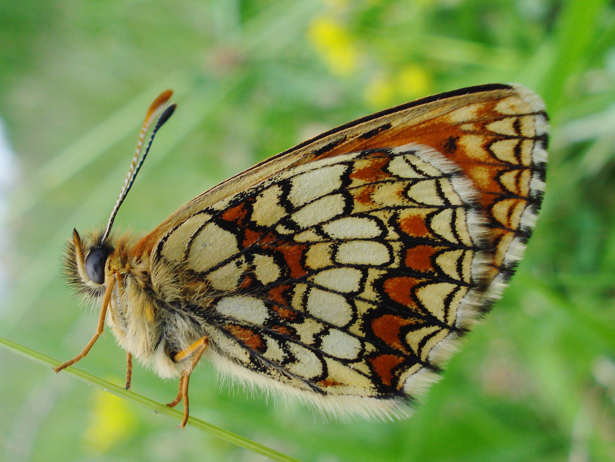 25062013190342 1034 art 840 x wachtelweizenscheckenfalter28