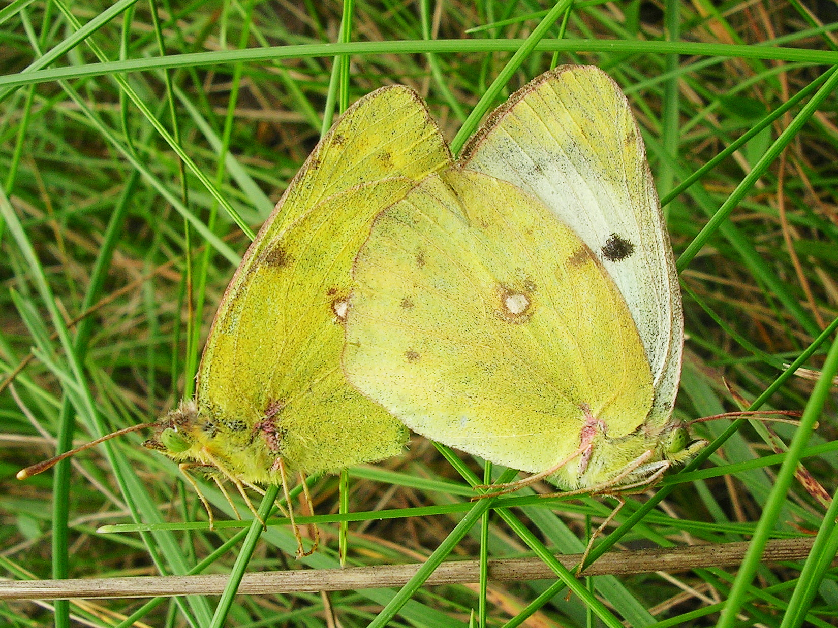 25062013190833 1035 art 822 x weiskleegelbling29