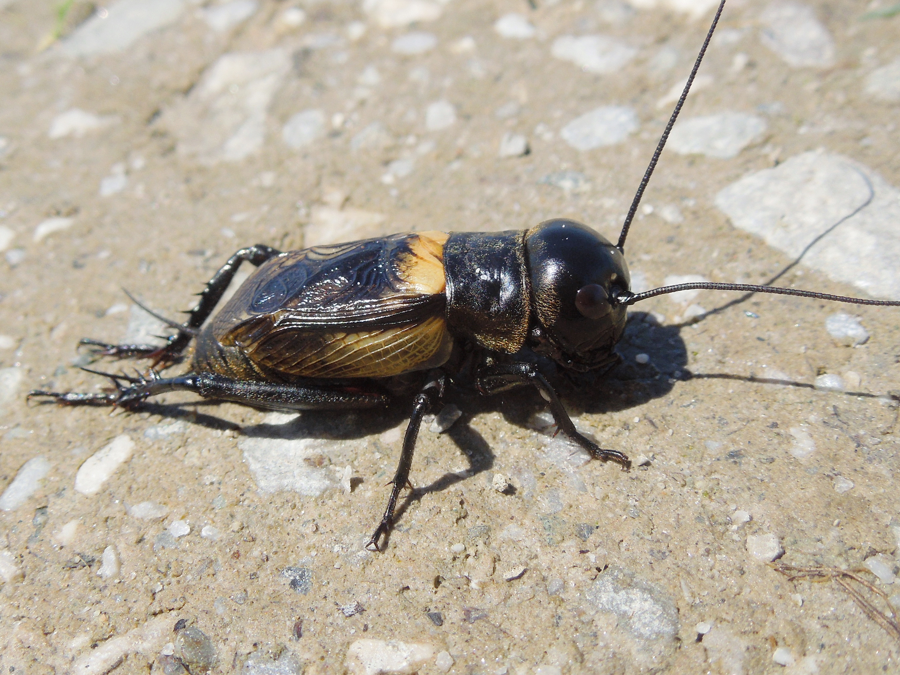 25062013191650 1037 art 864 feldgrille02