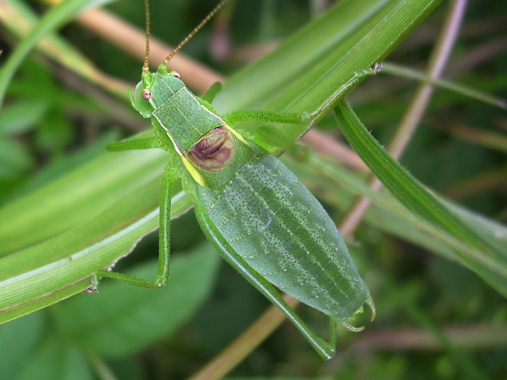 25062013191953 1038 art 859 fiebers plumpschrecke03