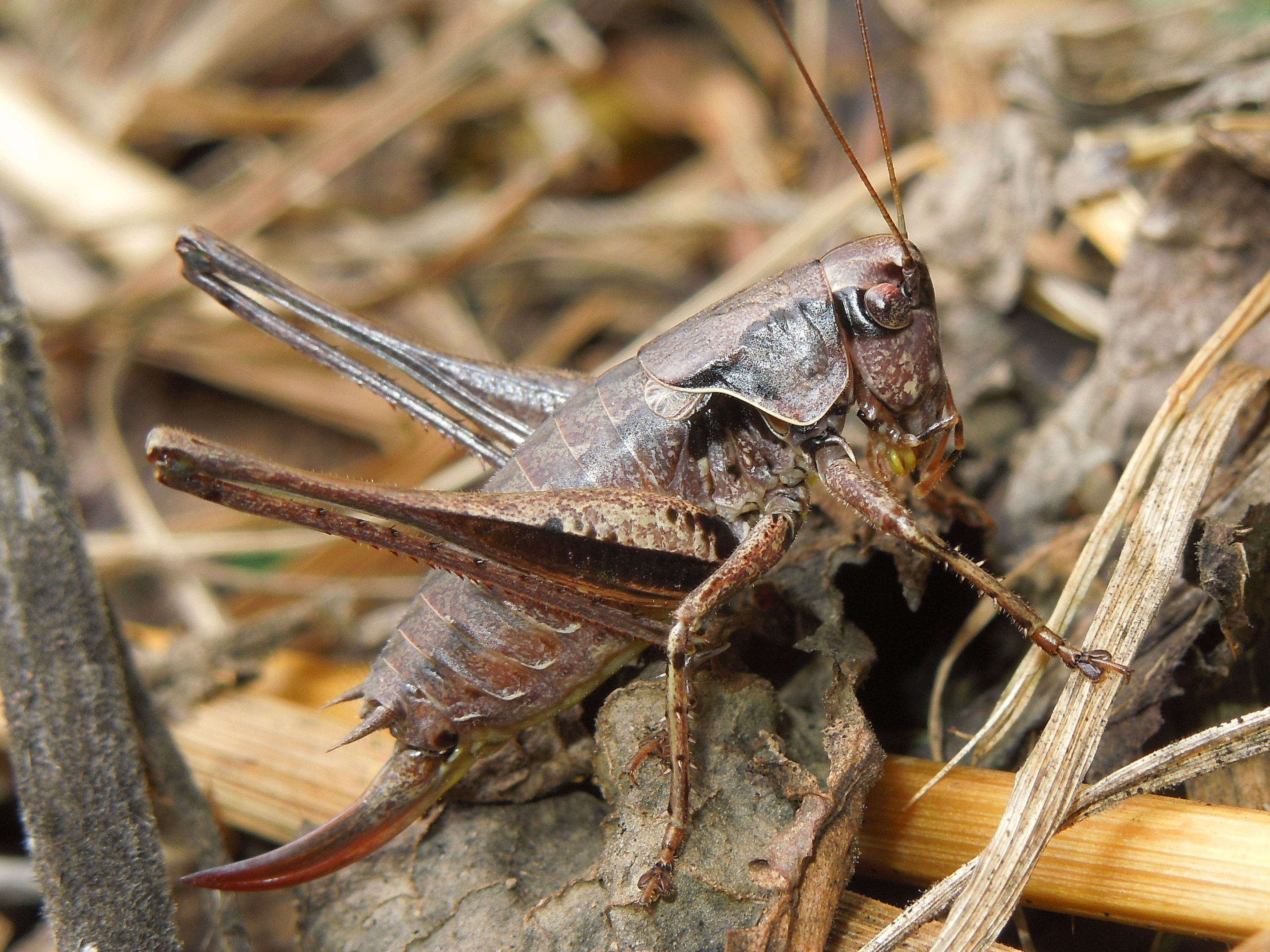 25062013192710 1040 art 860 gewohnliche  strauchschrecke05