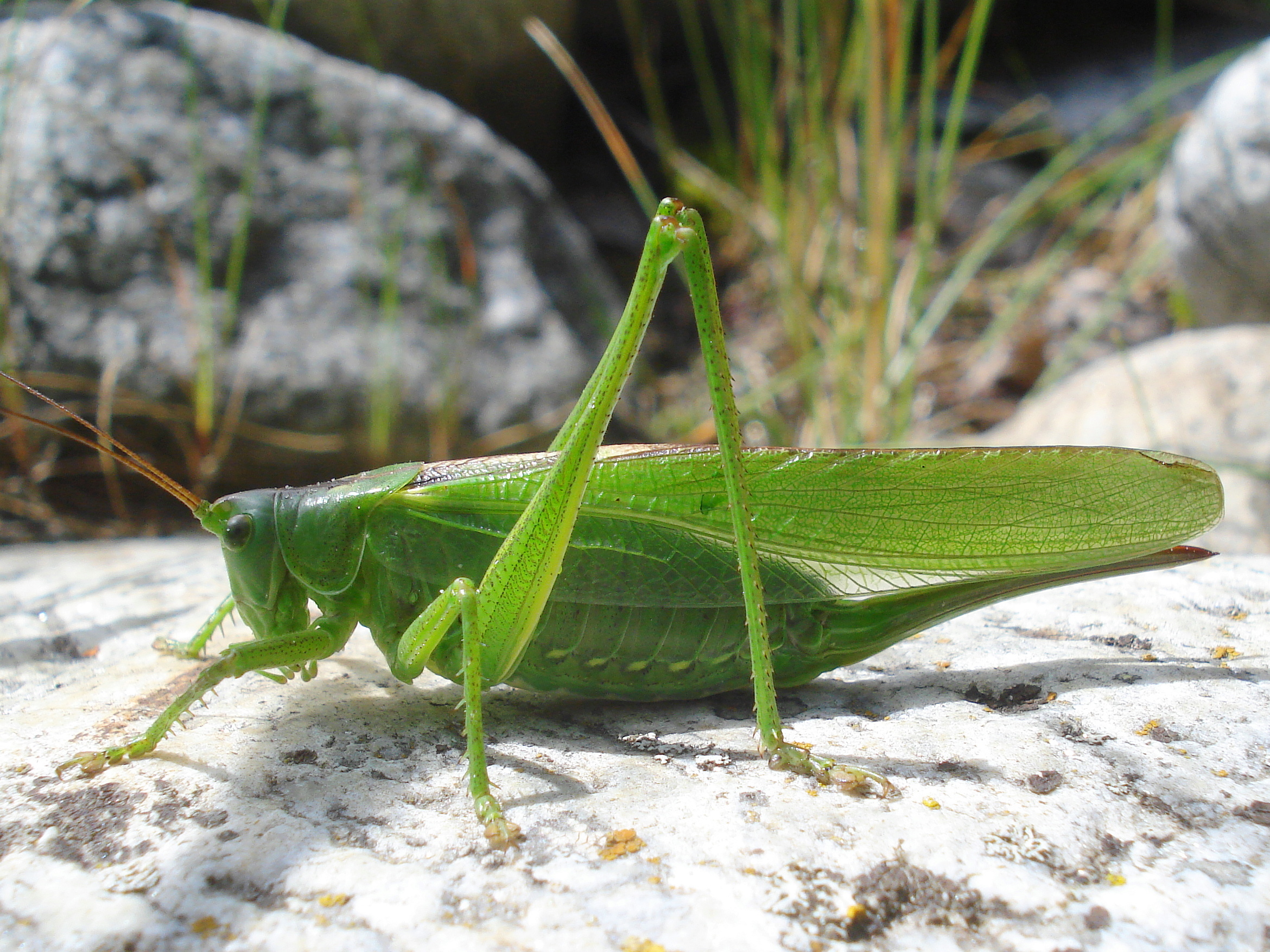 25062013192953 1041 art 586 grunes heupferd06