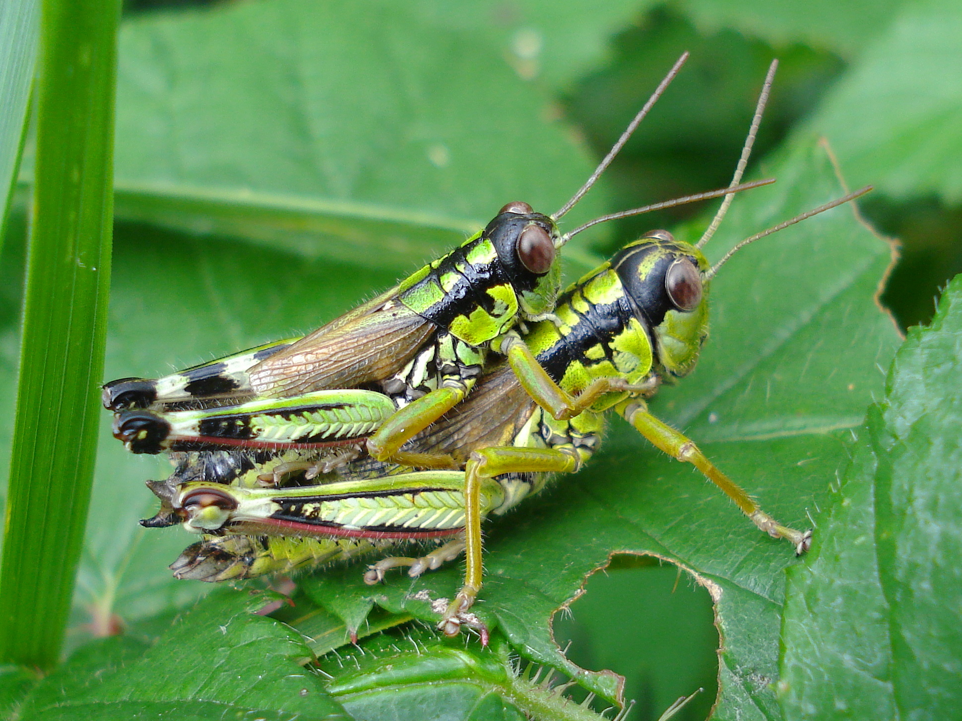 25062013194231 1042 art 869 hugel gebirgsschrecke07