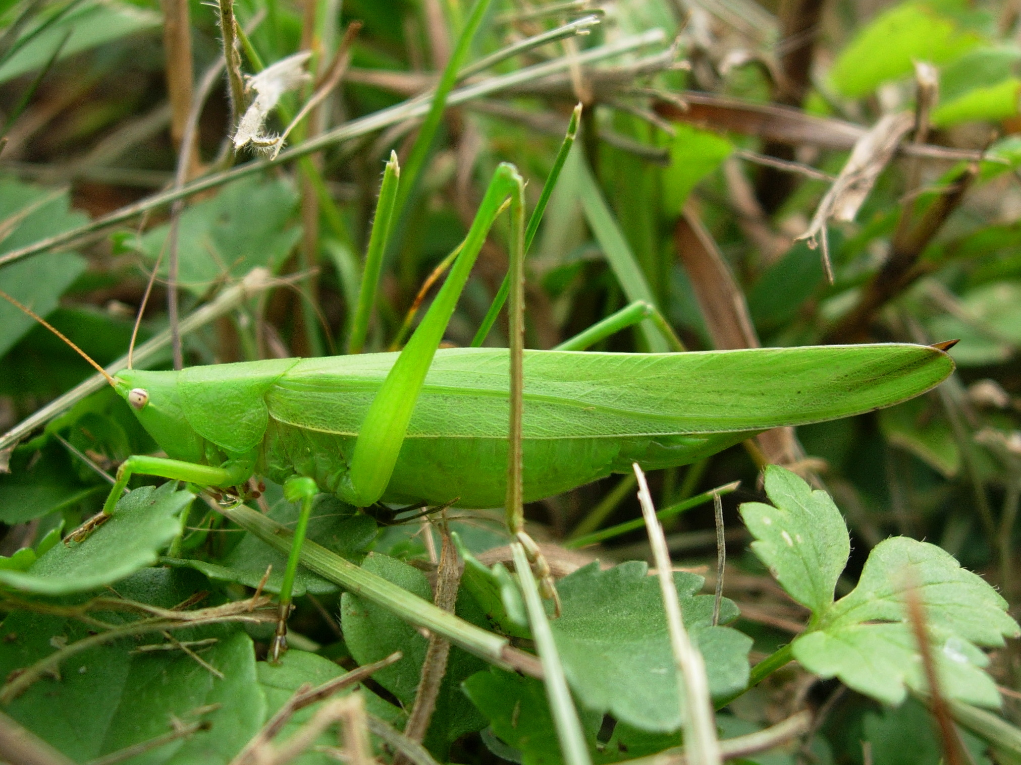 25062013194619 1043 art 862 schiefkopfschrecke12