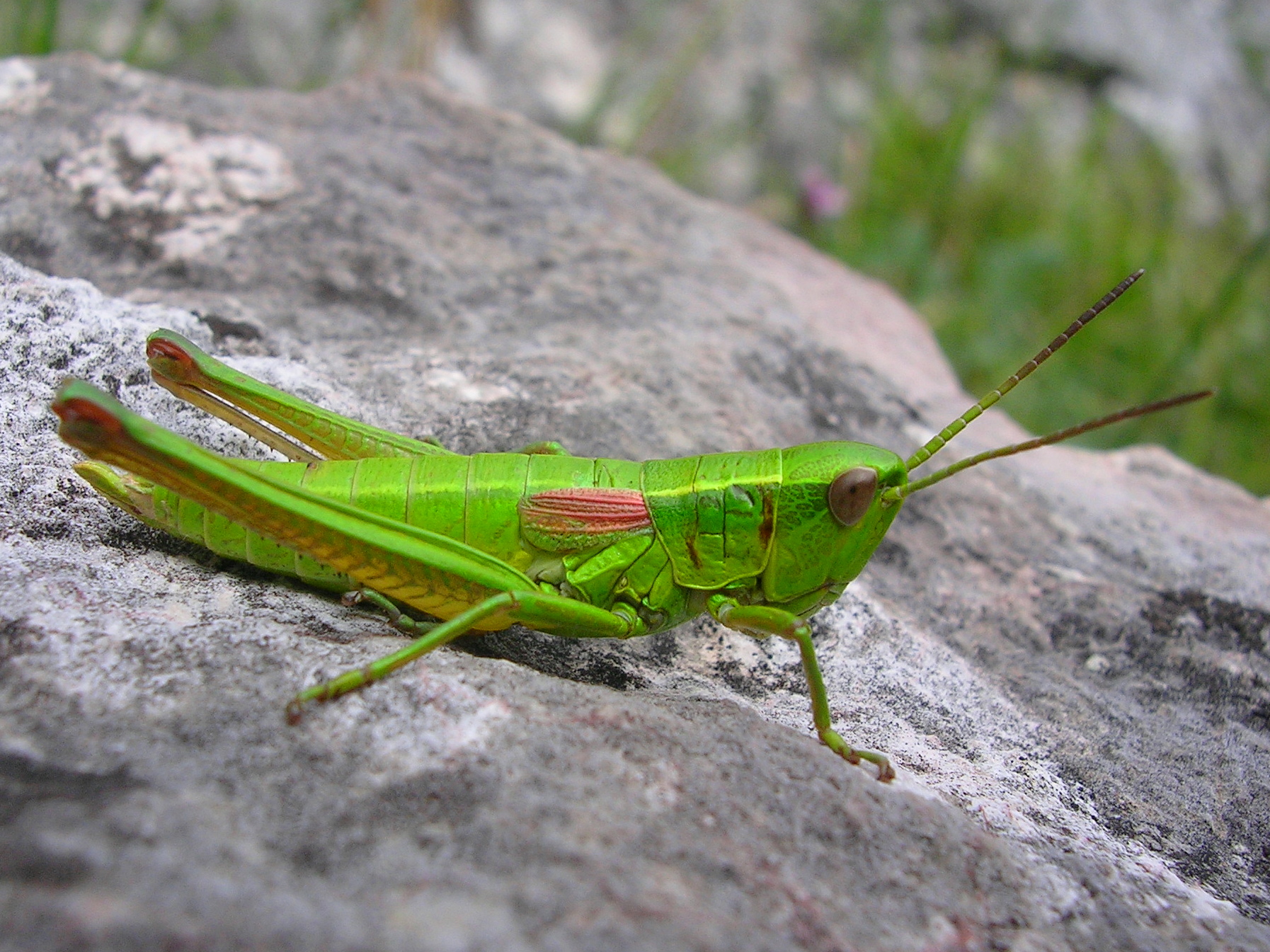 25062013194927 1044 art 872 kleine goldschrecke08