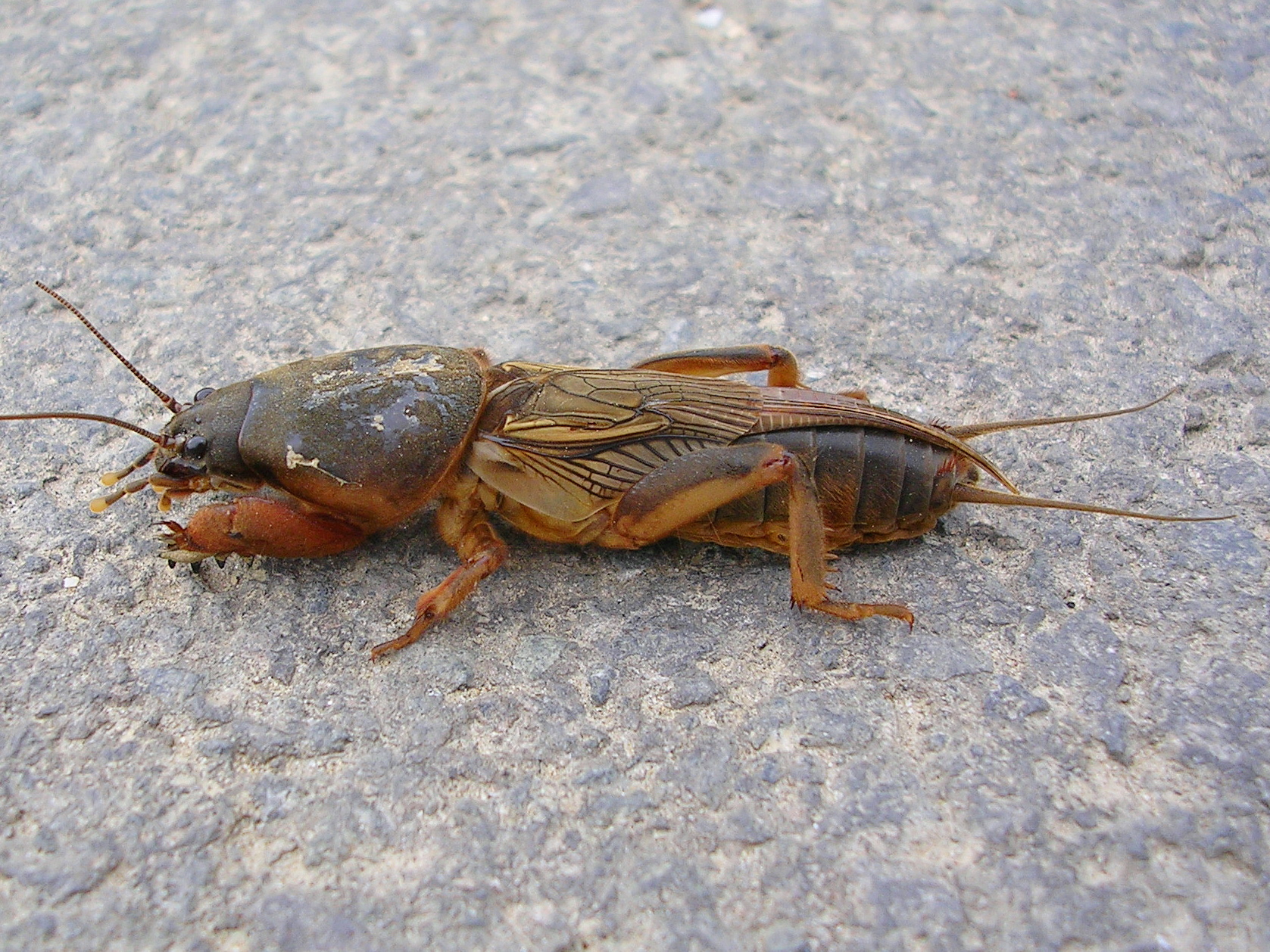 25062013195415 1045 art 858 maulwurfsgrille09