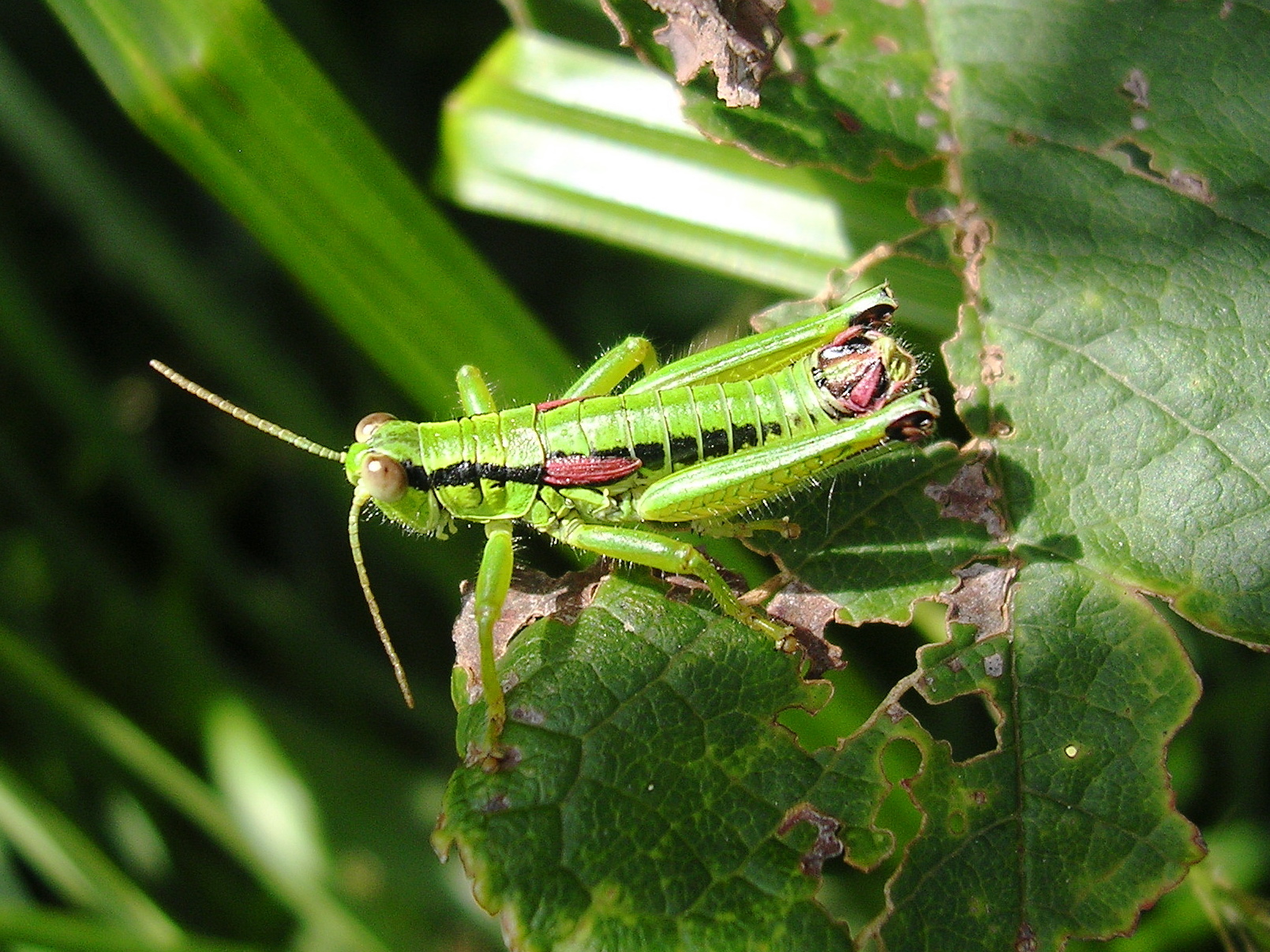 25062013200206 1046 art 870 schmidt´s grunschrecke13