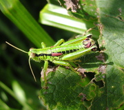 Schmidts Grünschrecke