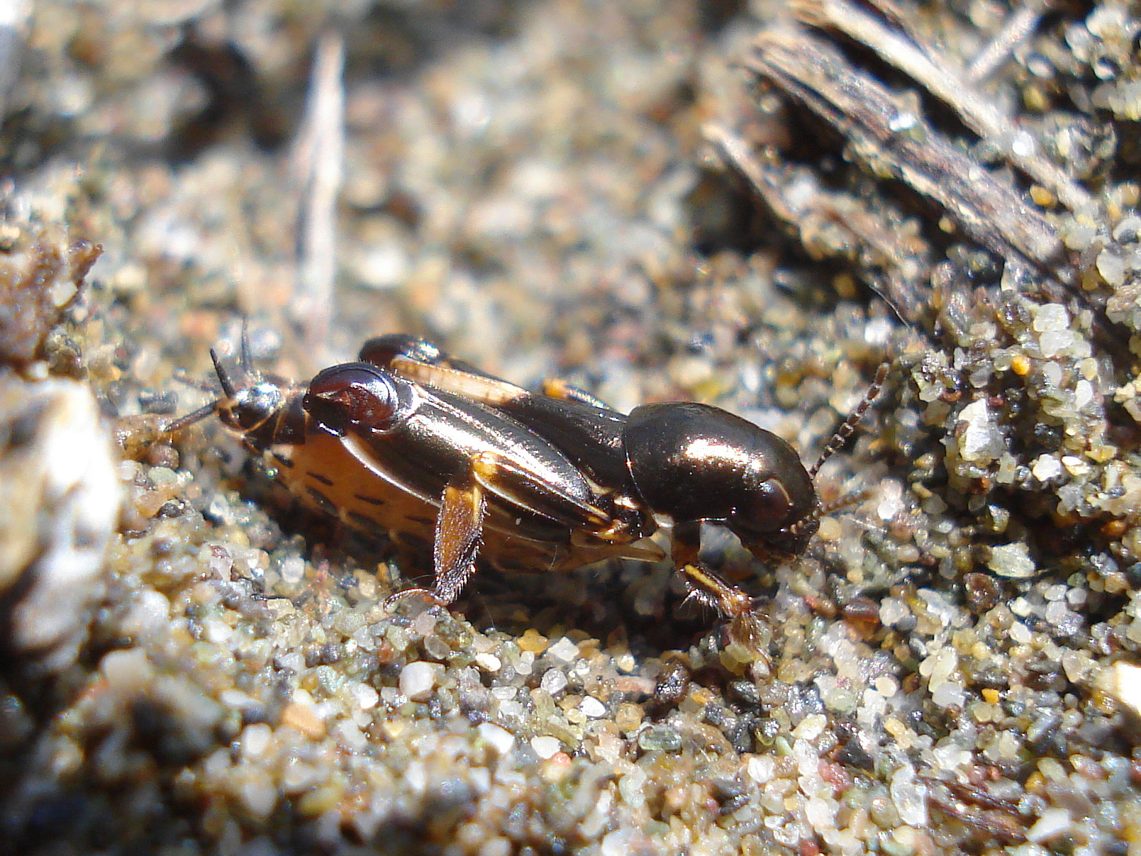 25062013223245 1047 art 873 pfandlers grabschrecke10