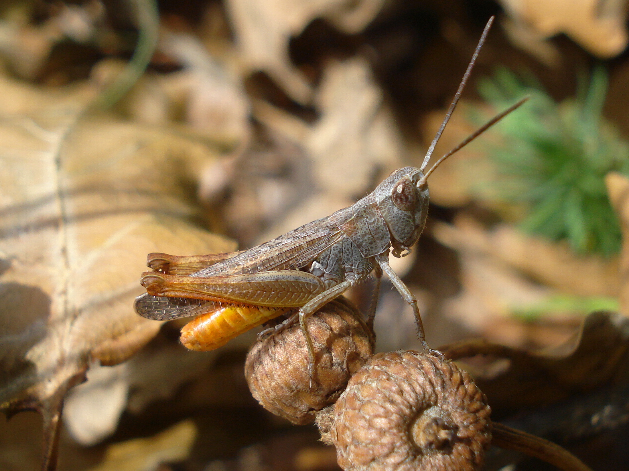 25062013223654 1048 art 866 steppengrashupfer14