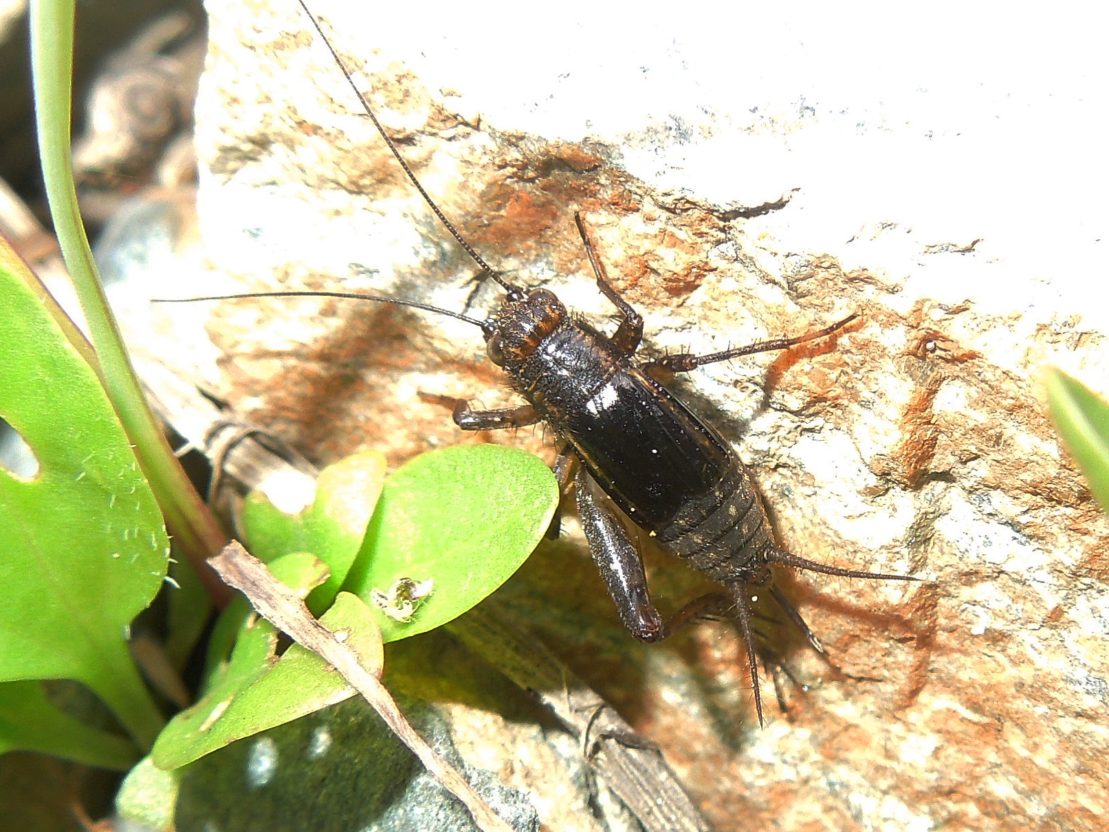 25062013224328 1049 art 863 sumpfgrille15