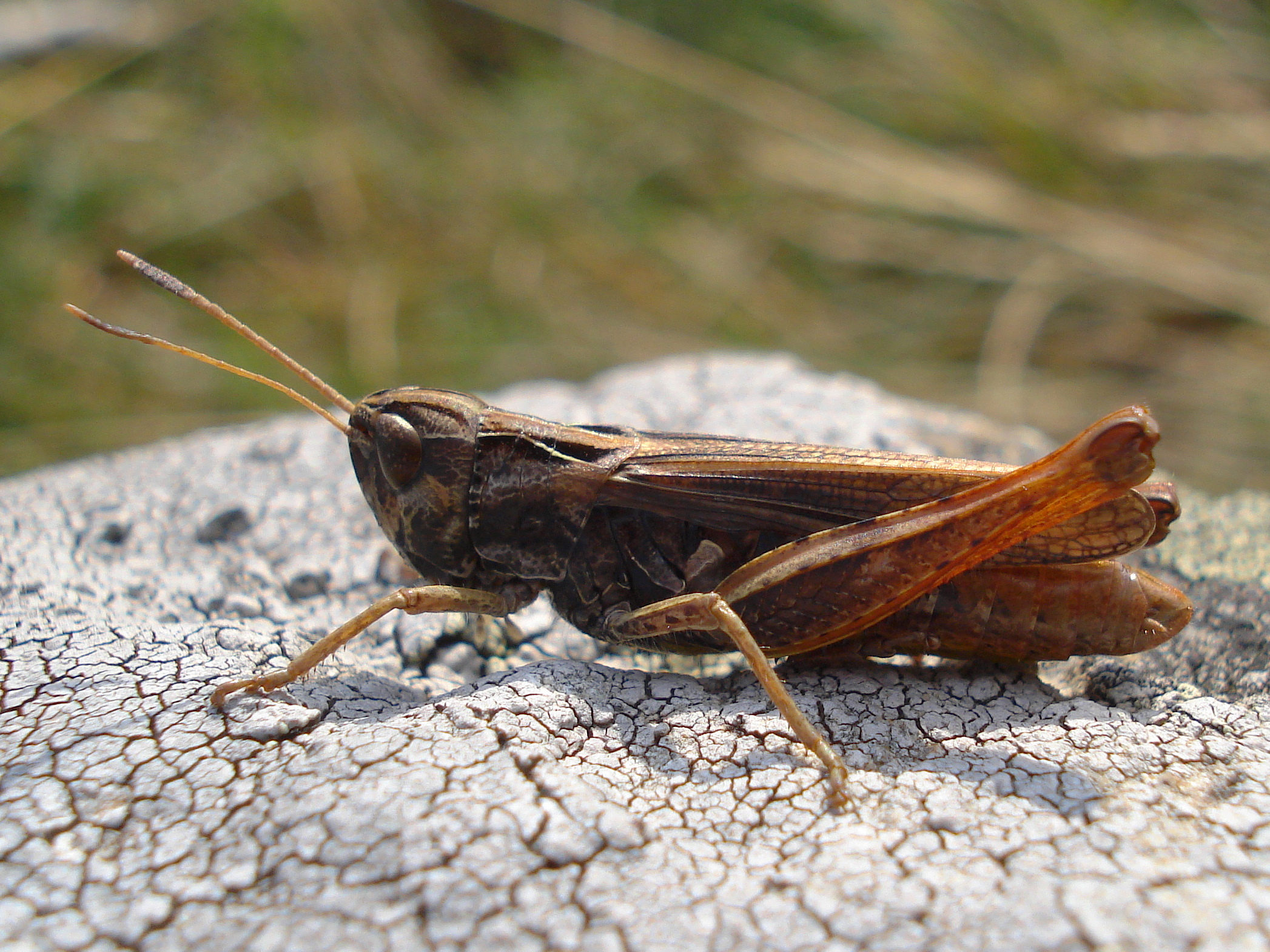 25062013224948 1050 art 868 rote keulenschrecke11