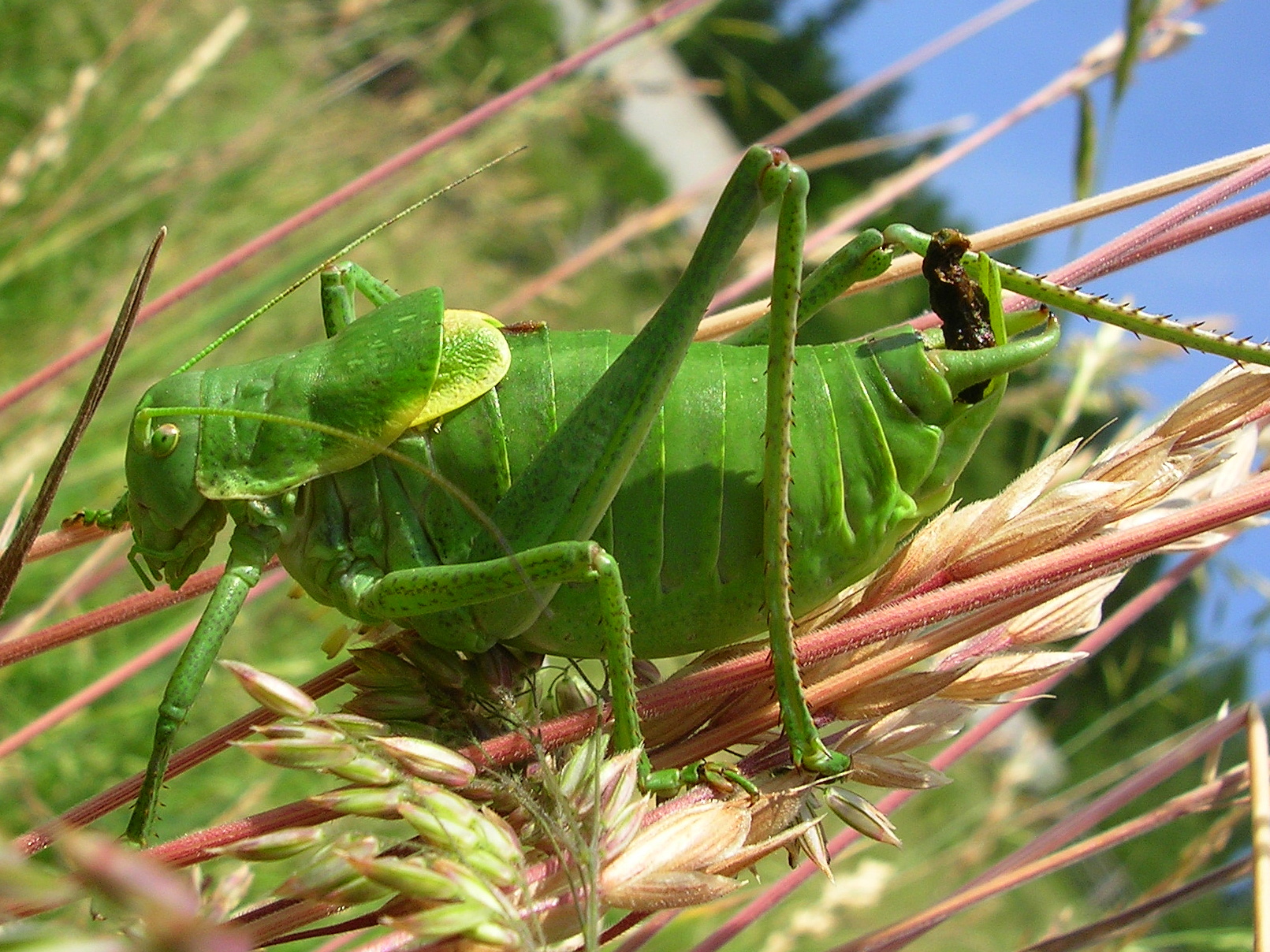 25062013225808 1051 art 861 wanstschrecke16