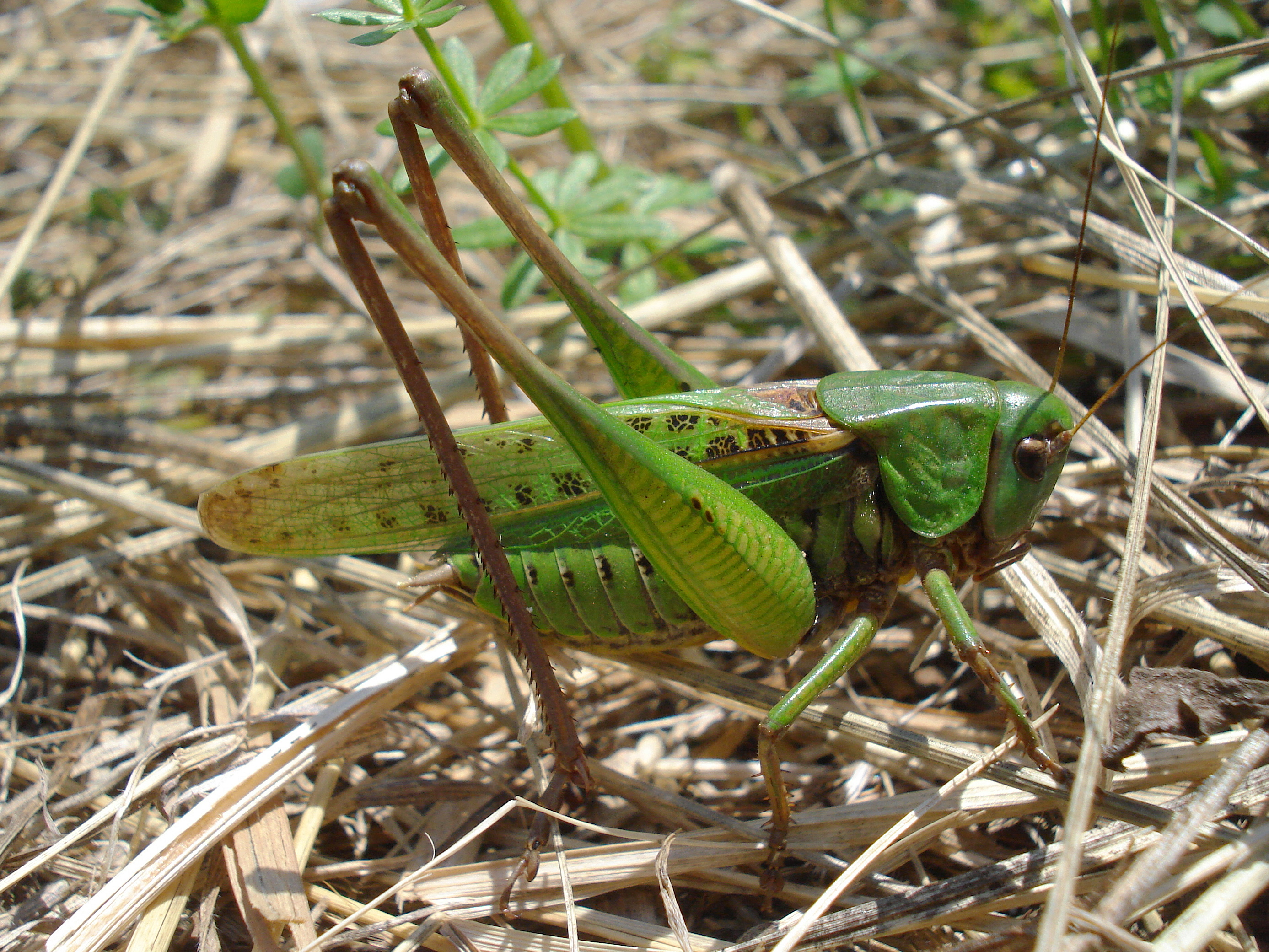 25062013230118 1052 art 857 warzenbeiser17