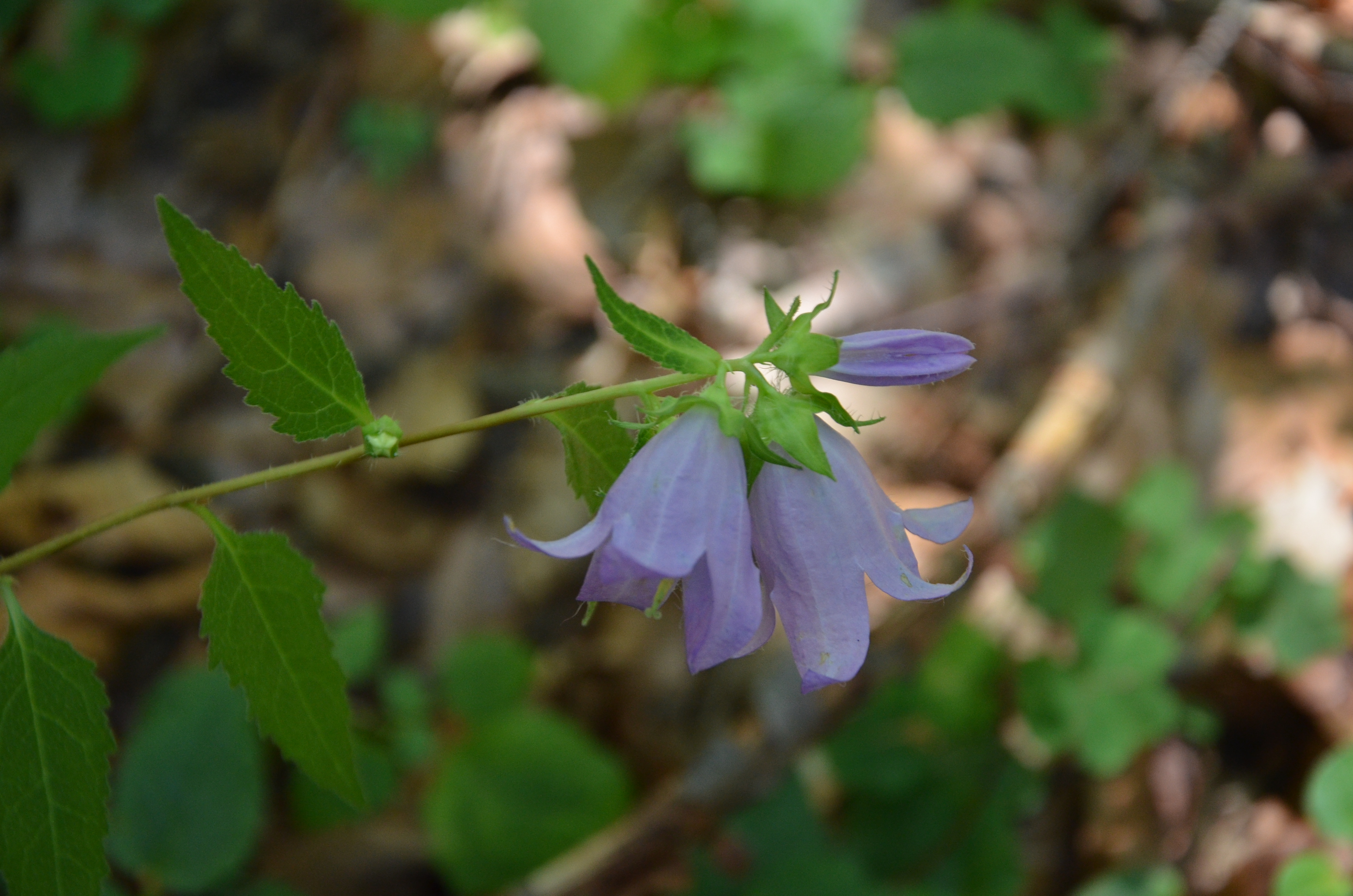 25072014120534 2586 art 1571 dsc 6840