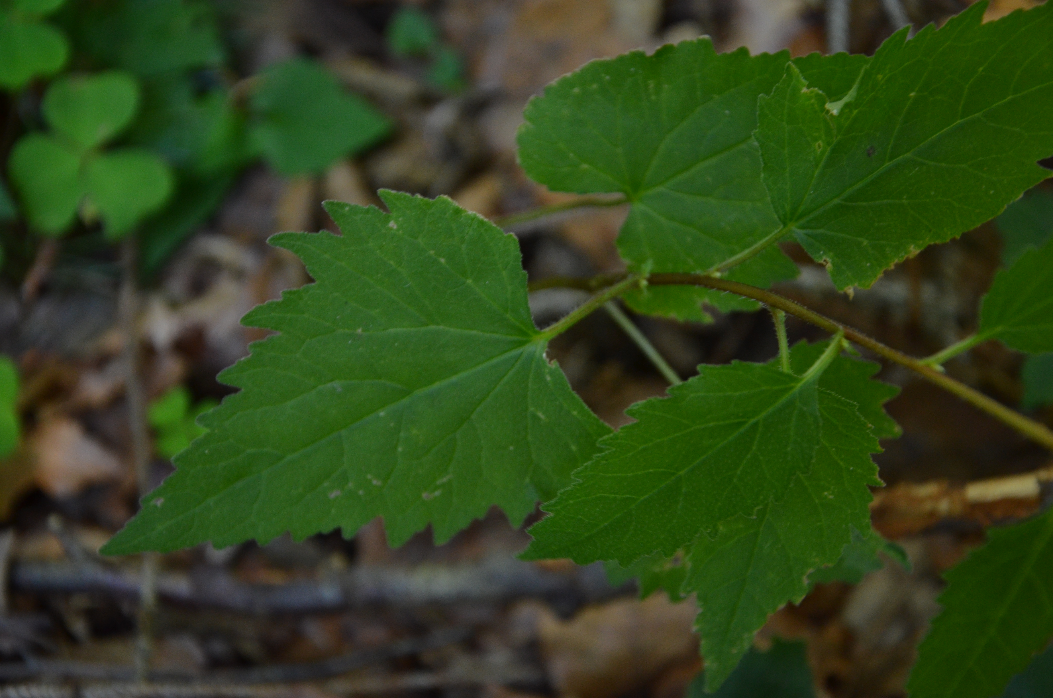 25072014120907 2587 art 1571 dsc 6841