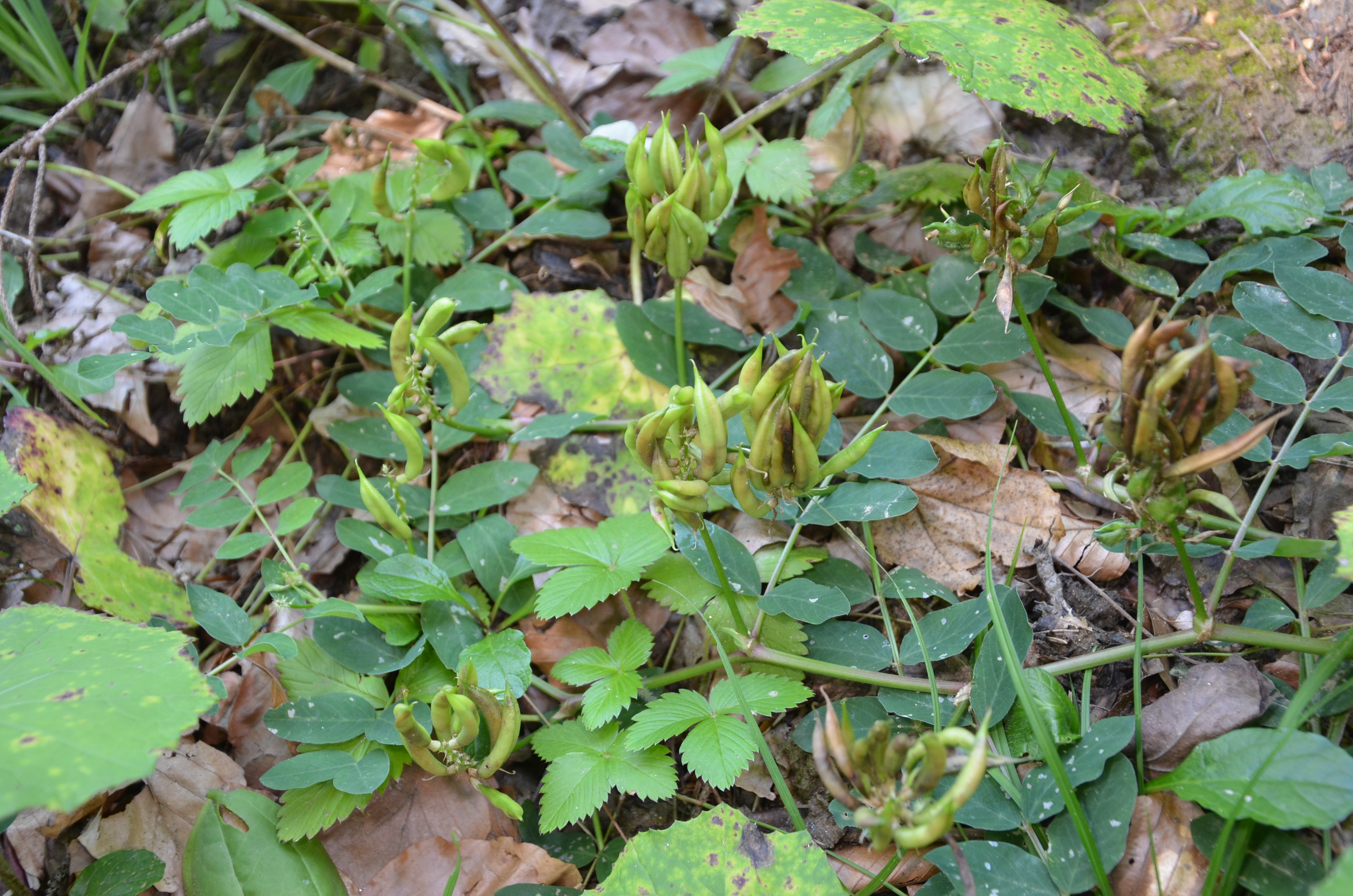 25072014121149 2588 art 1566 dsc 6827