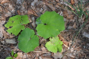 25072014121613 2589 art 1111 dsc 6828