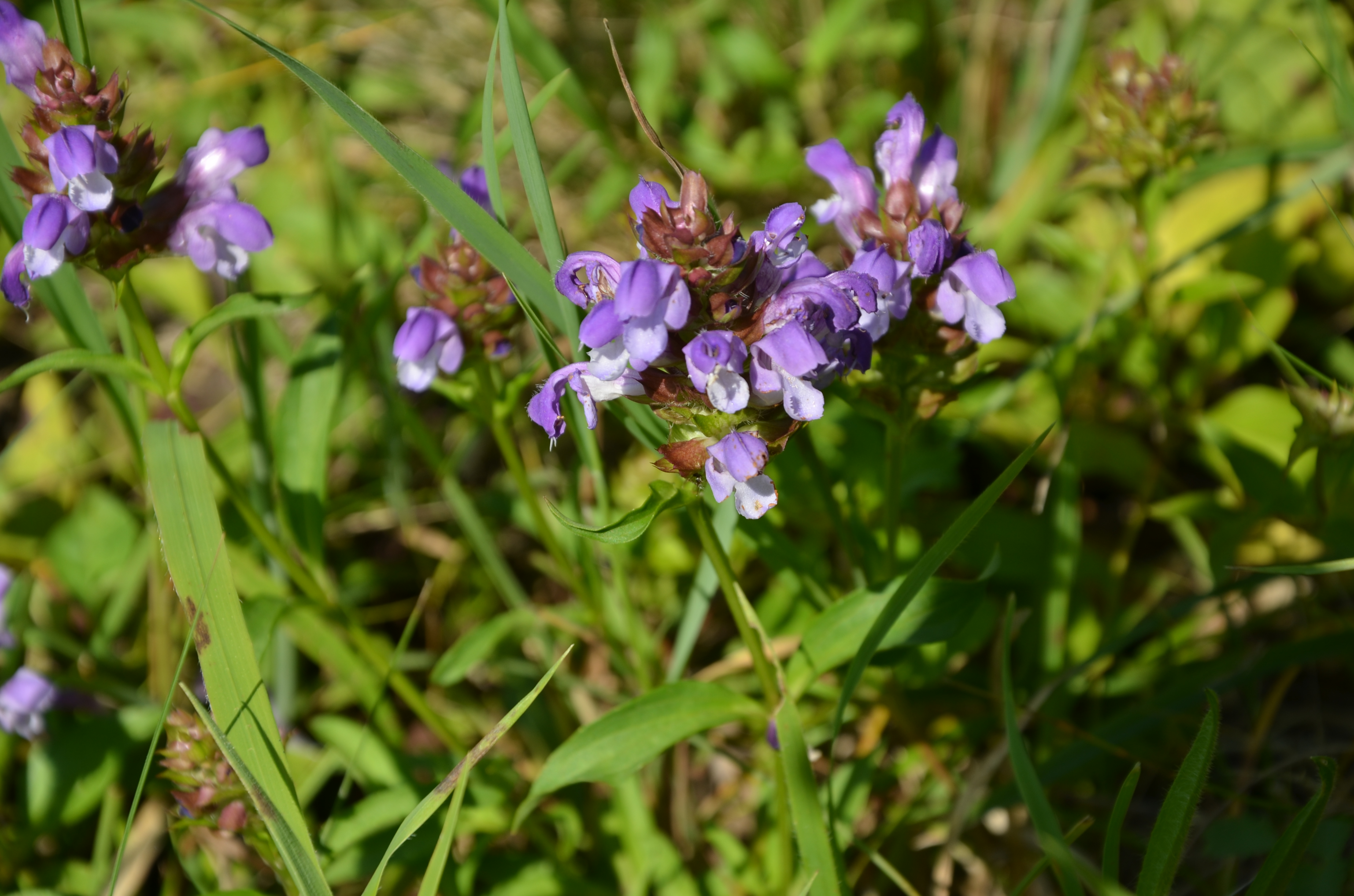 25072014122511 2590 art 1562 dsc 6814