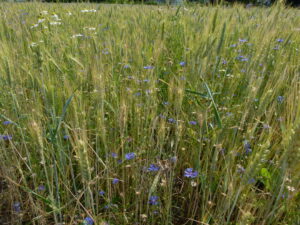 25082013123710 1588 lebensraum 1158 p1020194