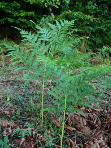 25082013124348 1589 art 1121 p1020347