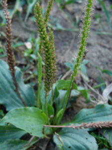 25082013124845 1590 art 1129 p1020332