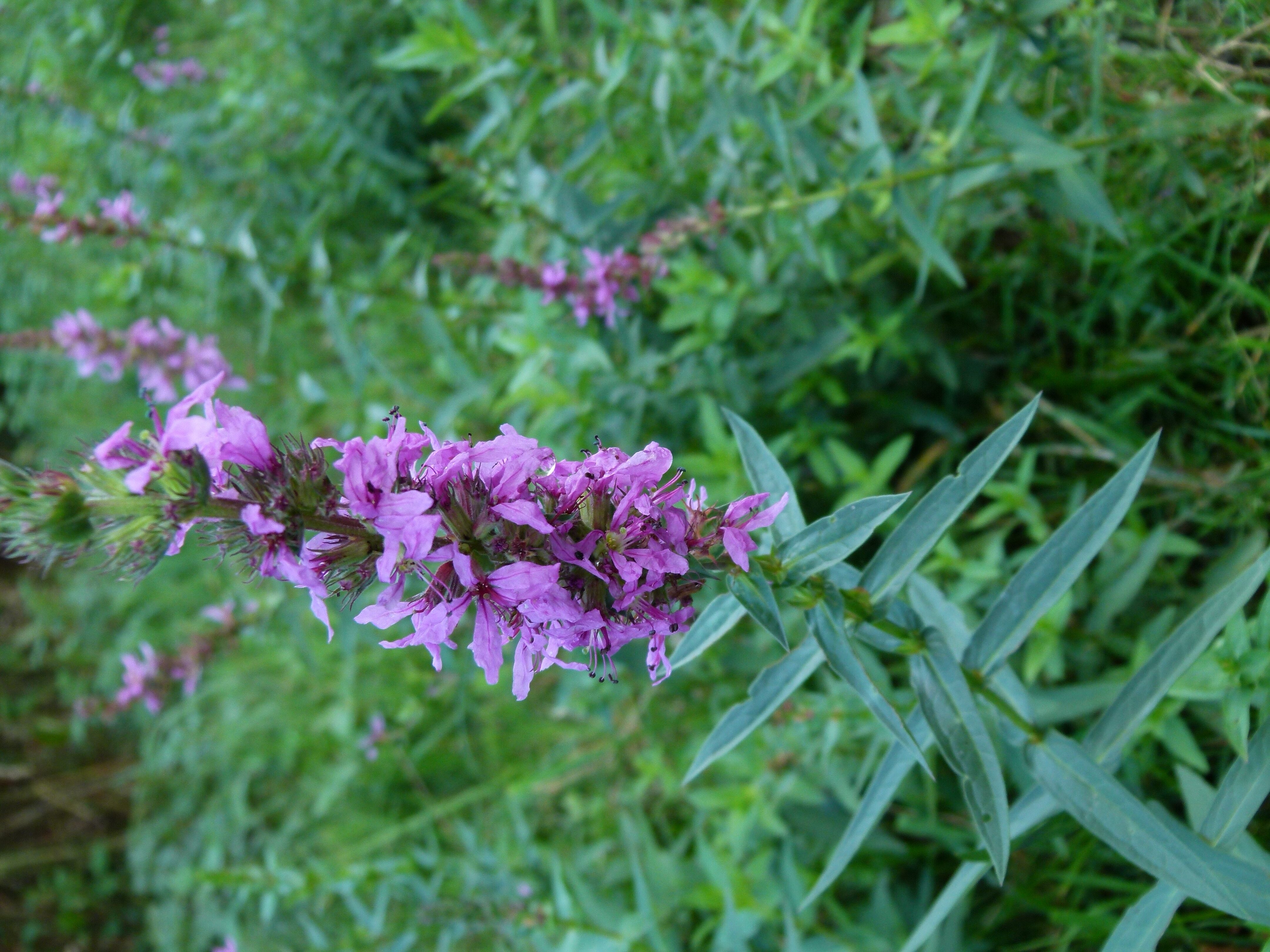 25082013125028 1591 art 917 p1020330