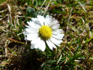 25082013125921 1593 art 1126 p1000559