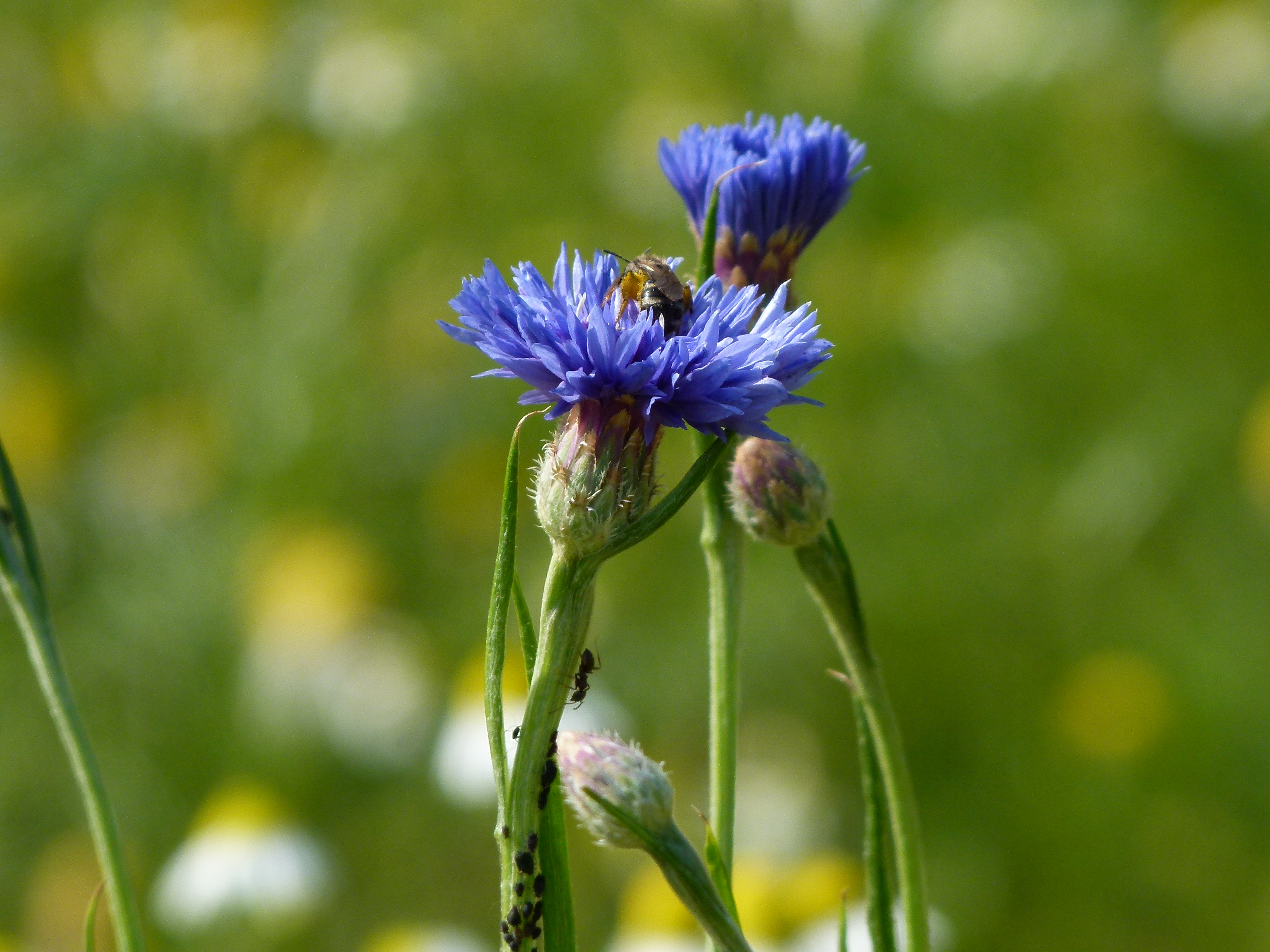 25082013131211 1594 art 713 p1020151