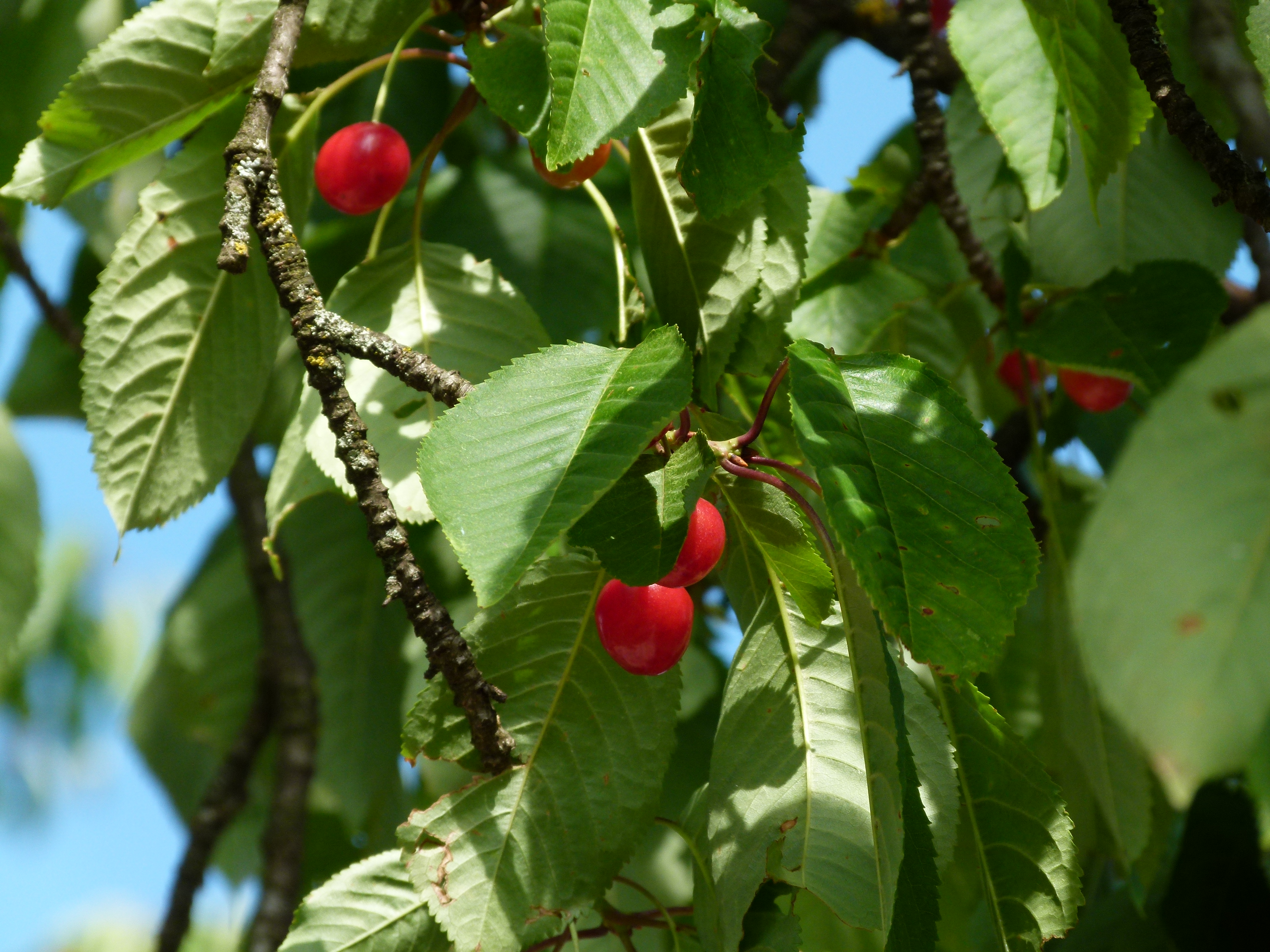 25082013131521 1595 art 882 p1020146