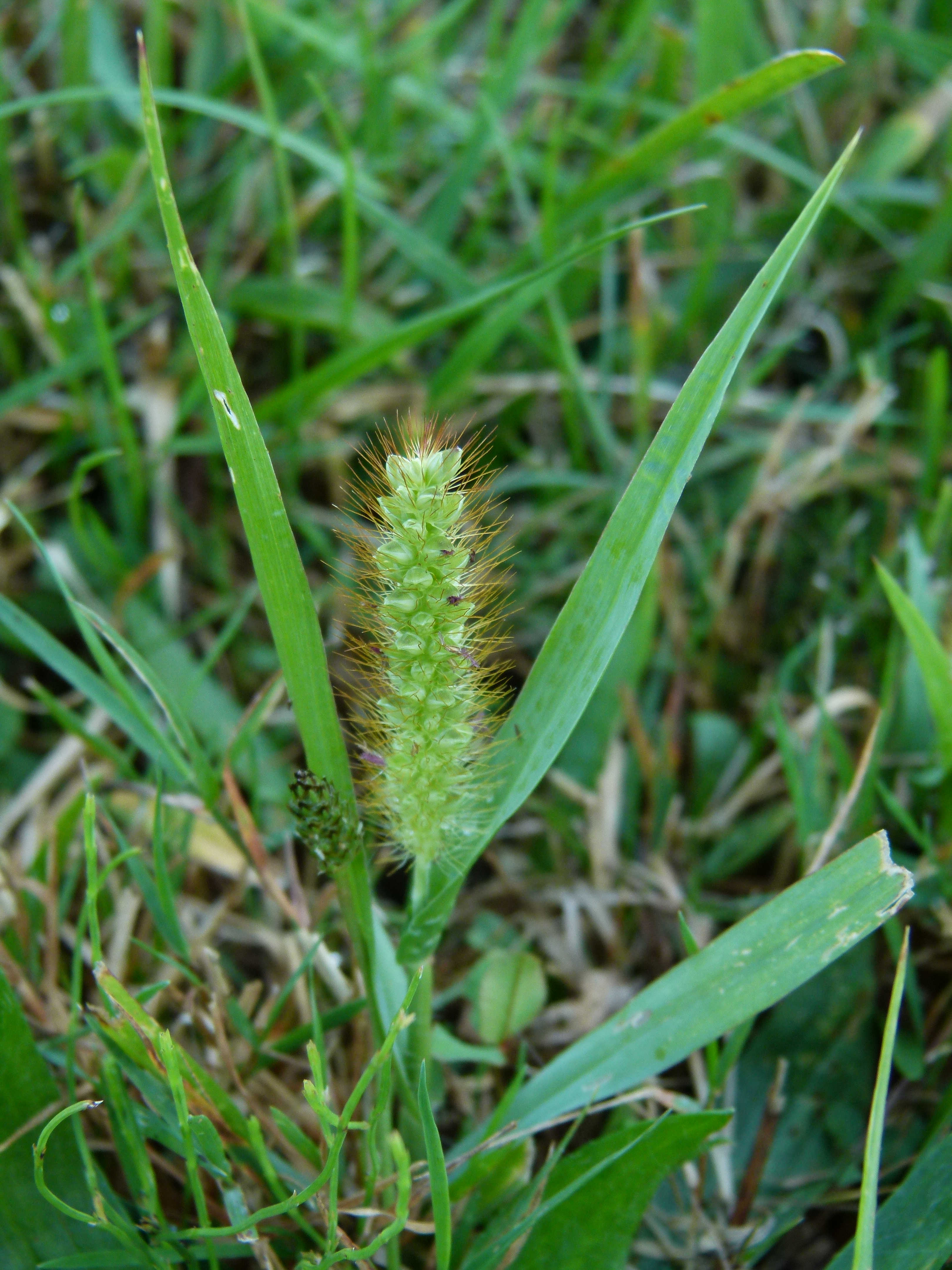 25082013131905 1596 art 710 p1020334