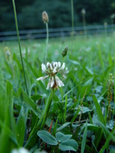 25082013132835 1597 art 1101 p1020340