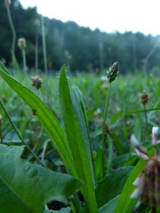 25082013133134 1598 art 1128 p1020342