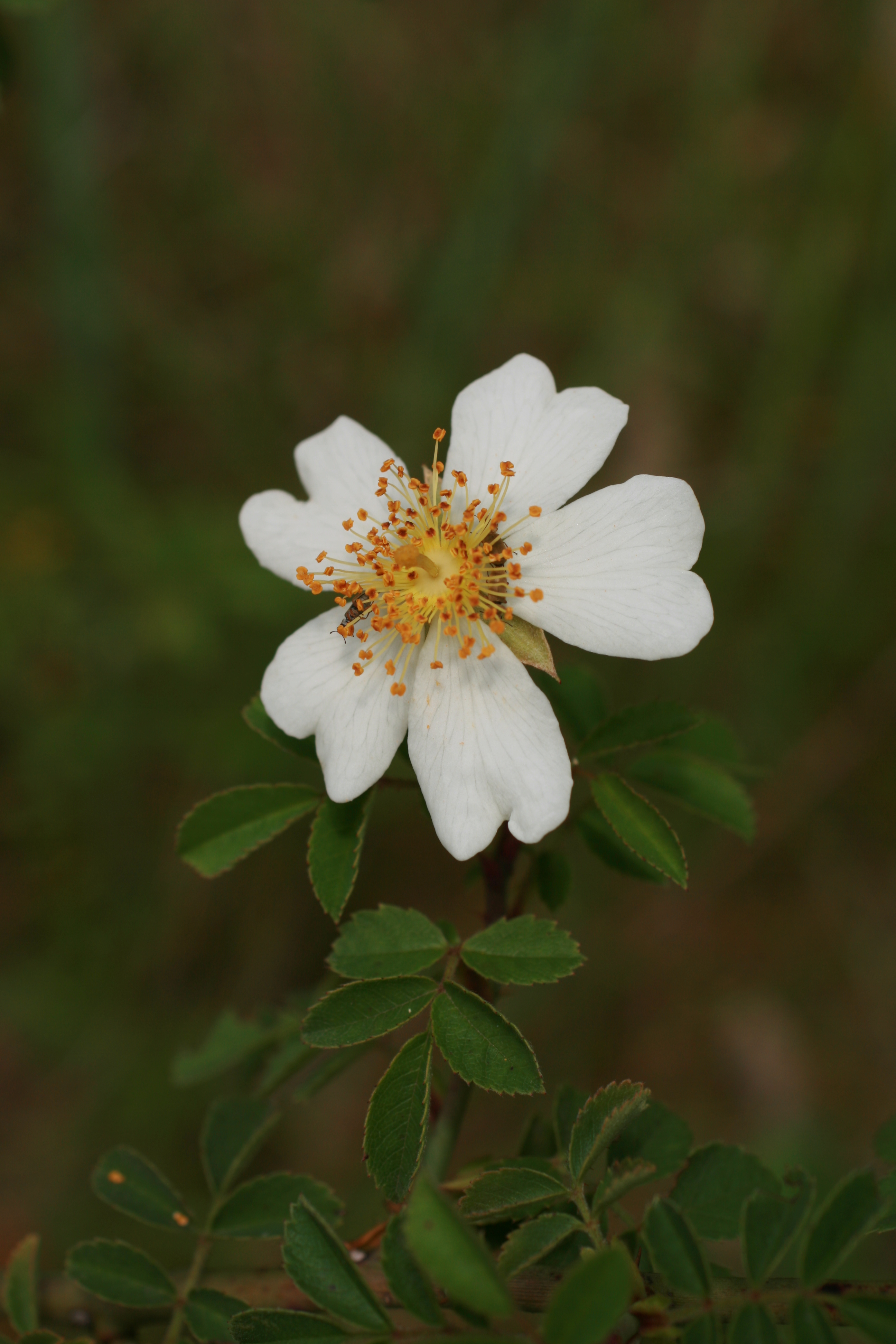 25082013190900 1599 art 1271 rosa arvensis glbgkgwest bild 001 147