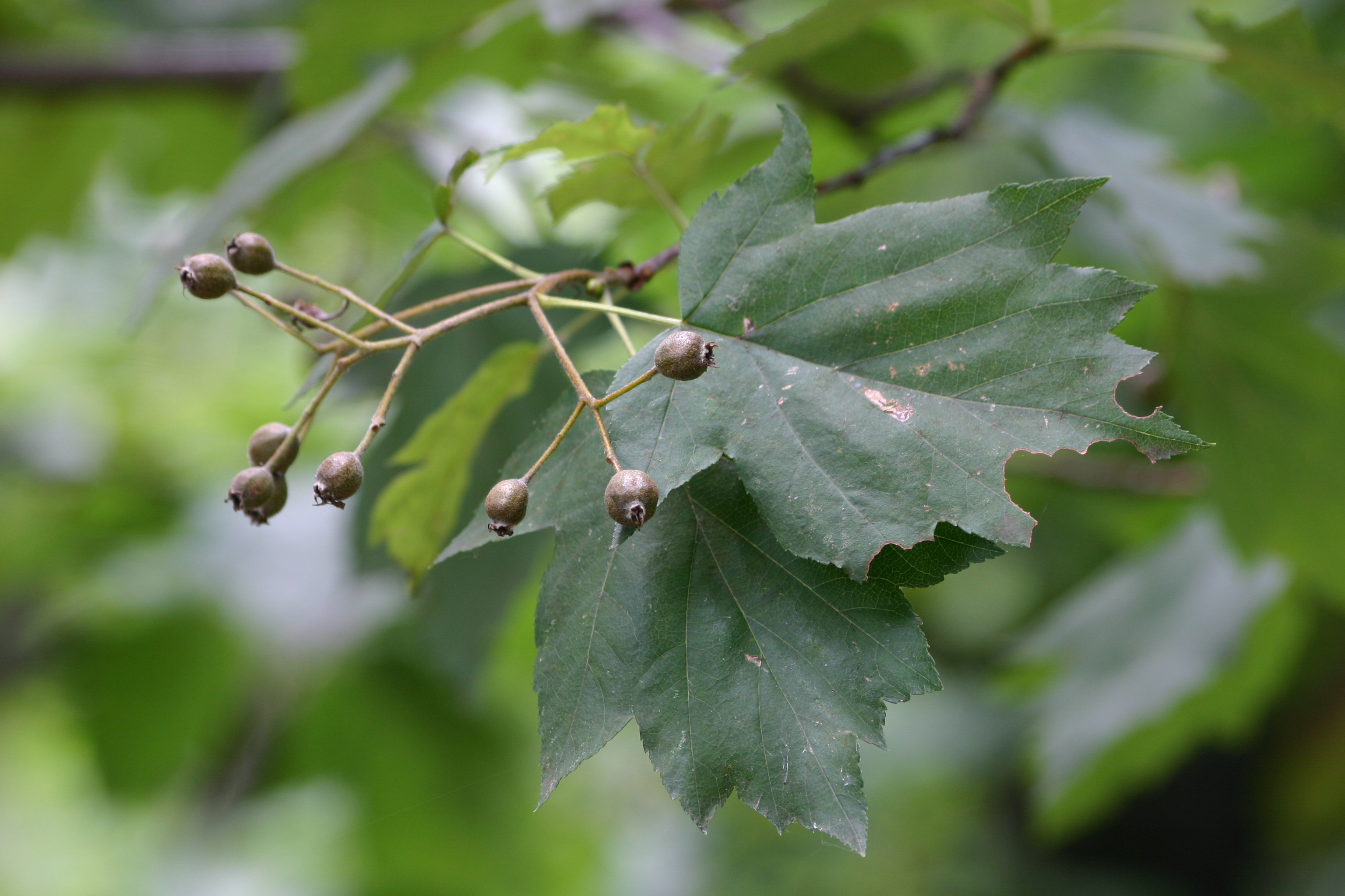 25082013191318 1600 art 1269 sorbus torminalis glbgkgwest img 2643 1