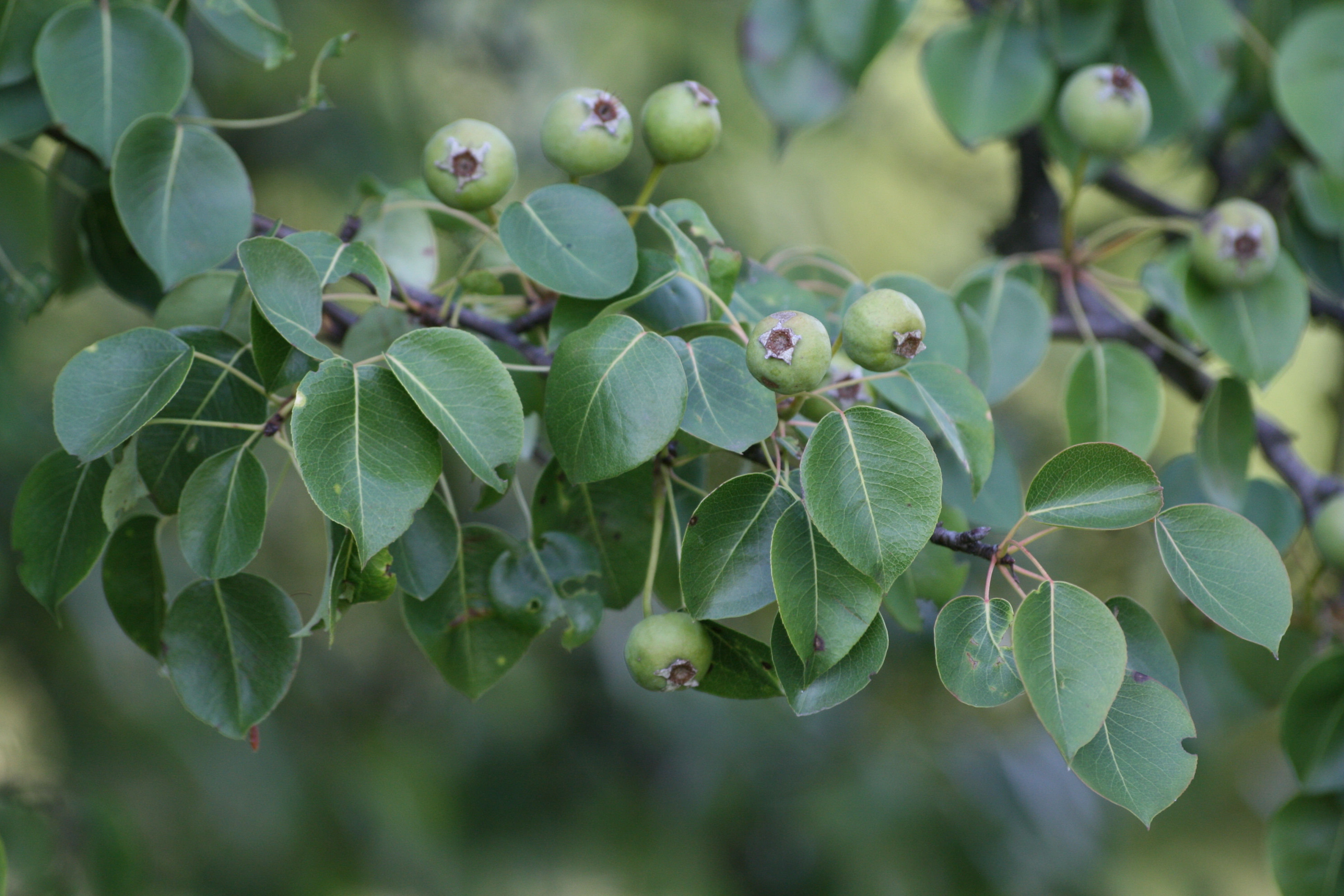 25082013201050 1601 art 1268 pyrus pyraster taliandorogd balaton oberland ungarn 28