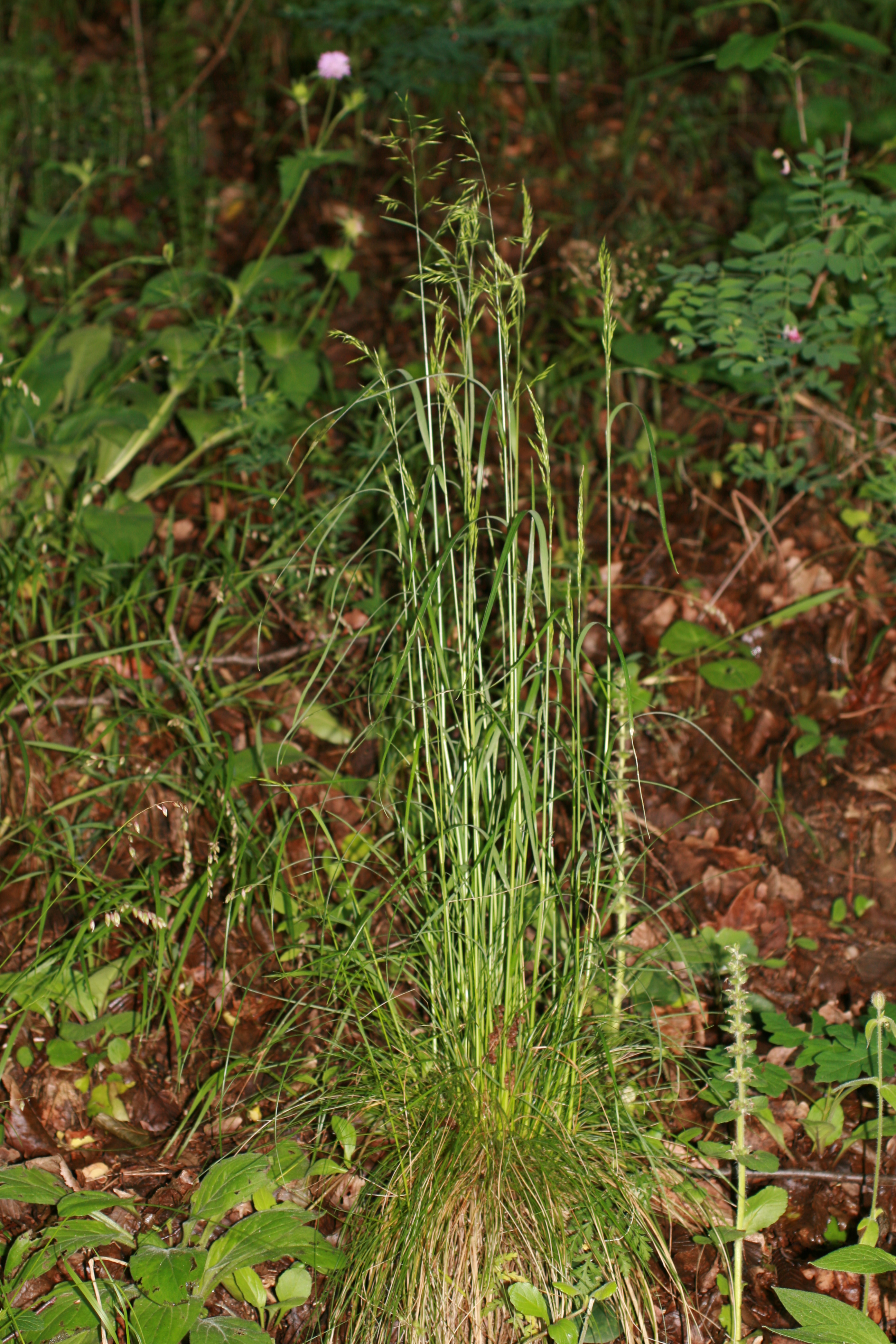25082013205215 1602 art 1272 festuca heterophylla sotinaslo img 8776 3
