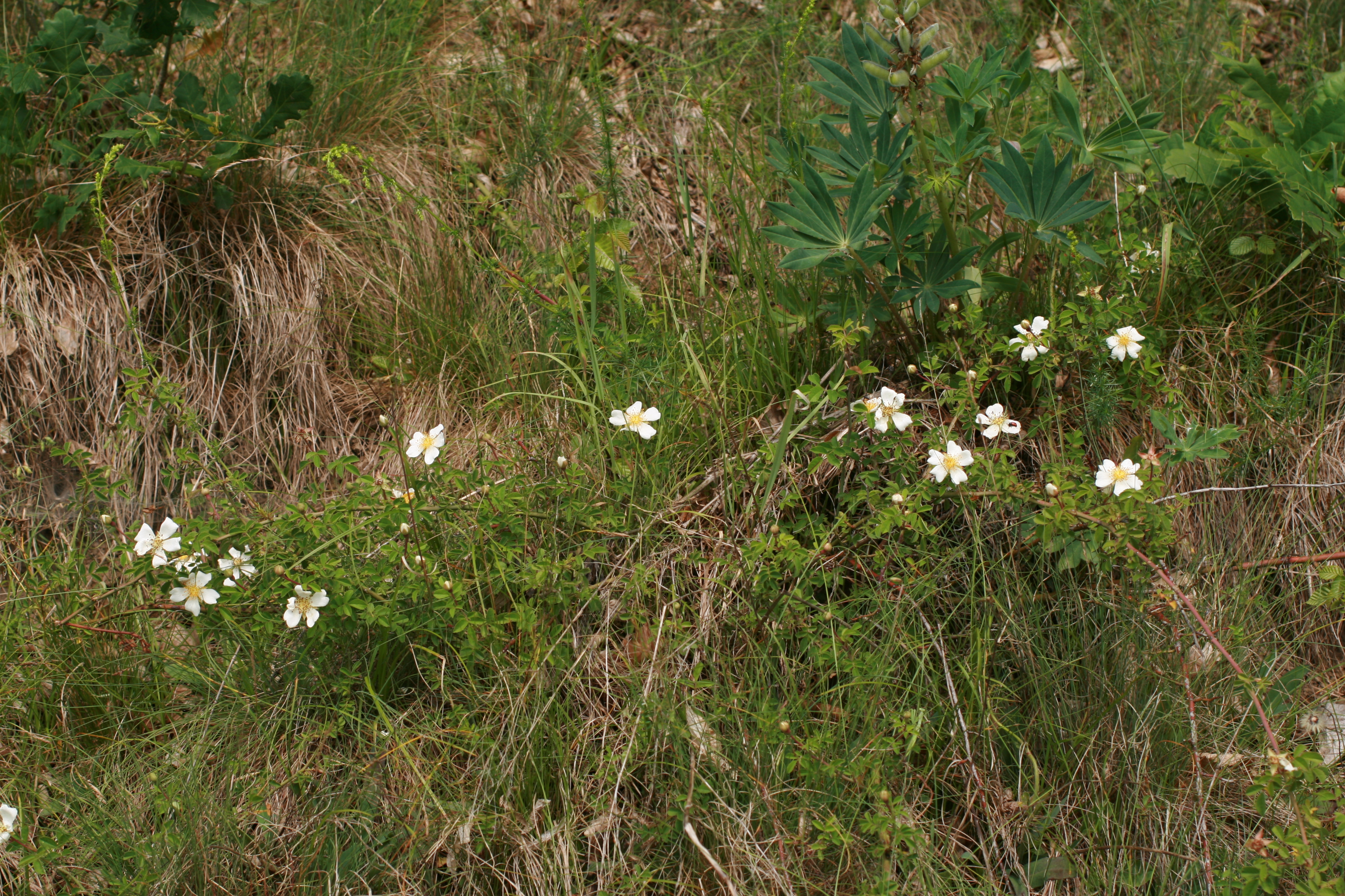 25082013205556 1603 art 1271 rosa arvensis glbgkgwest bild 001 142