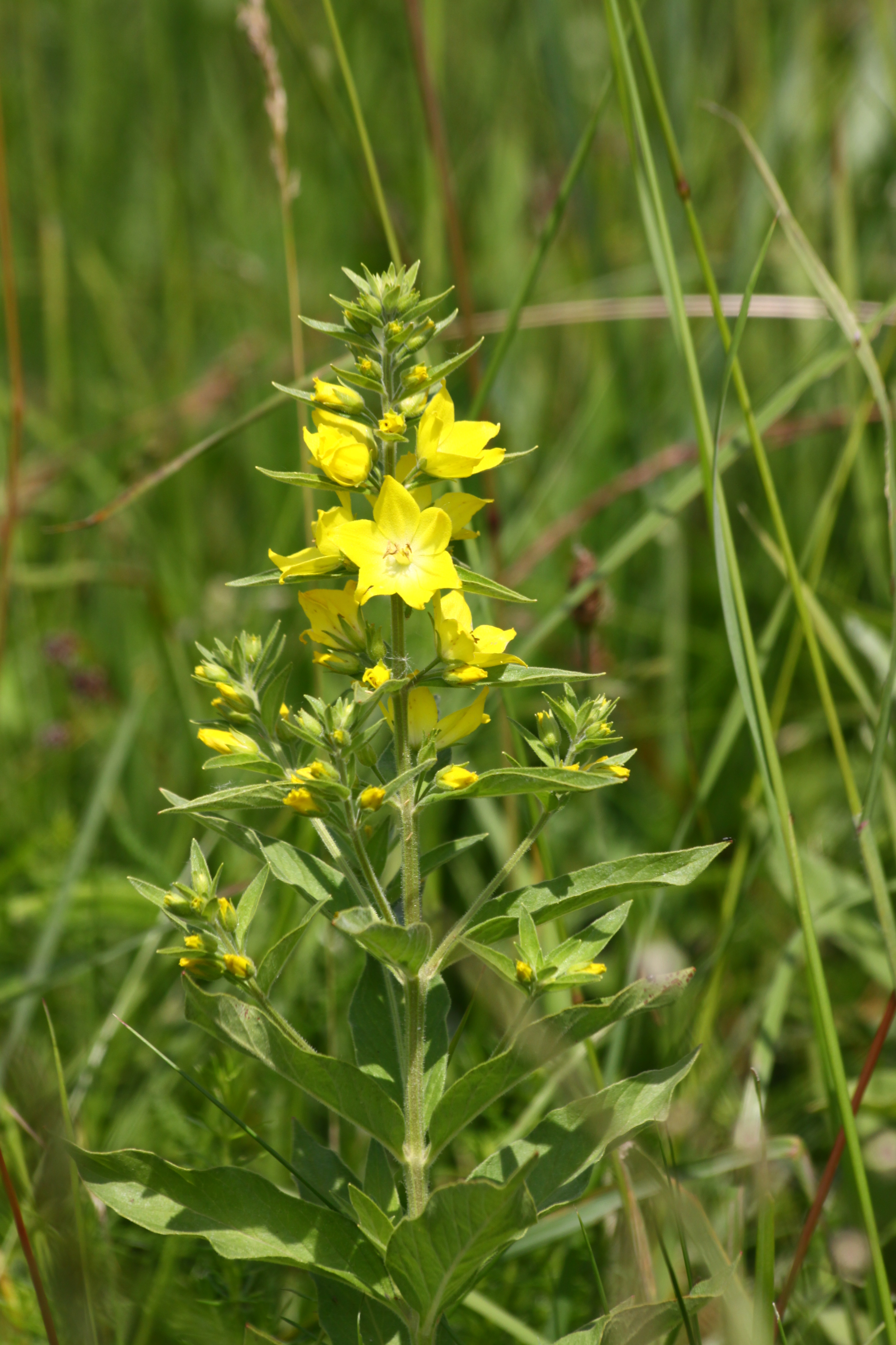 25082013210053 1604 art 1267 lysimachia punctata orfalu Orseg ungarn 0 425 424