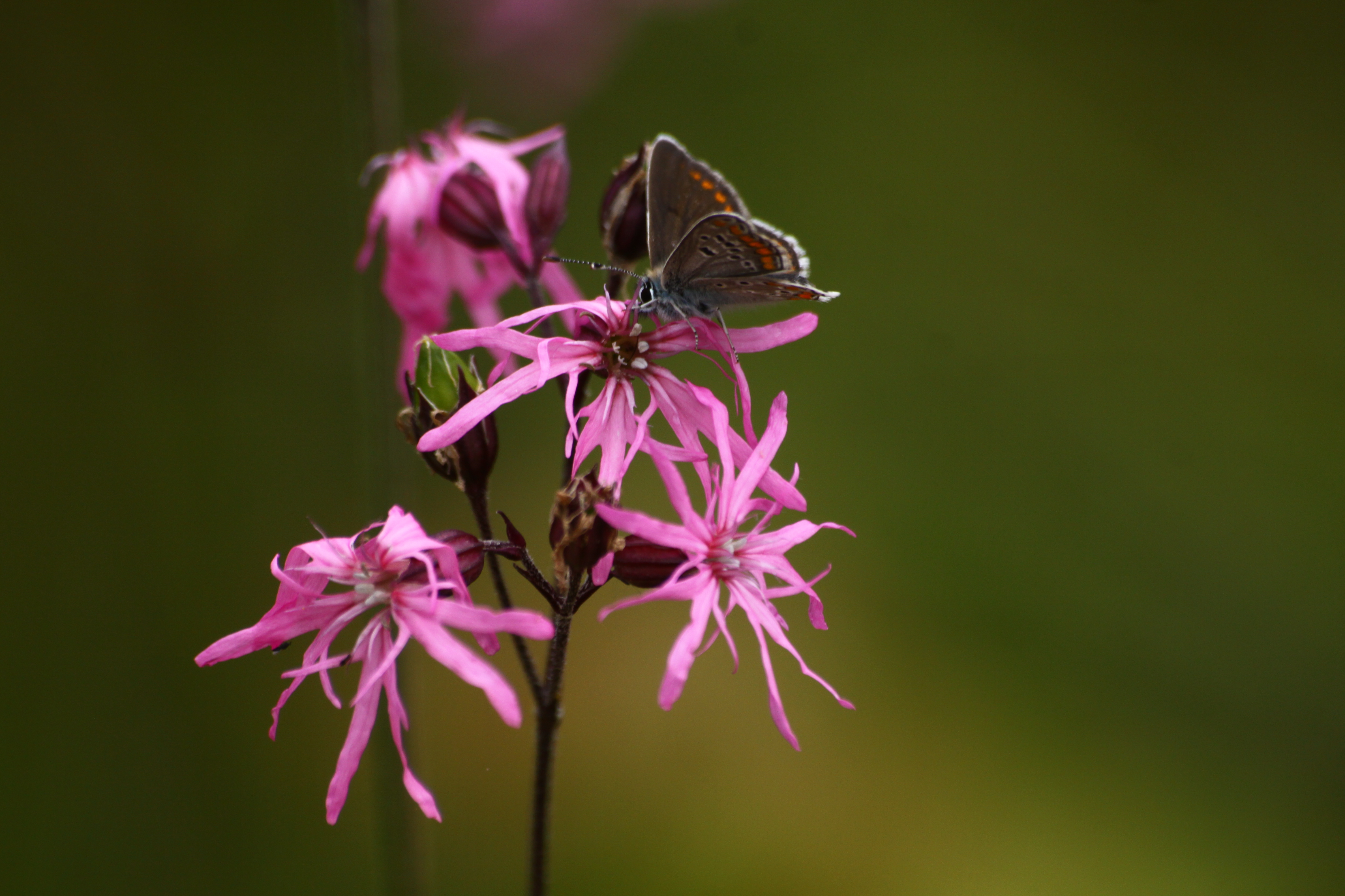 25082013210622 1605 art 1270 aricia agestis auf lychnis flos cuculi orfalu Orseg ungarn 340 276