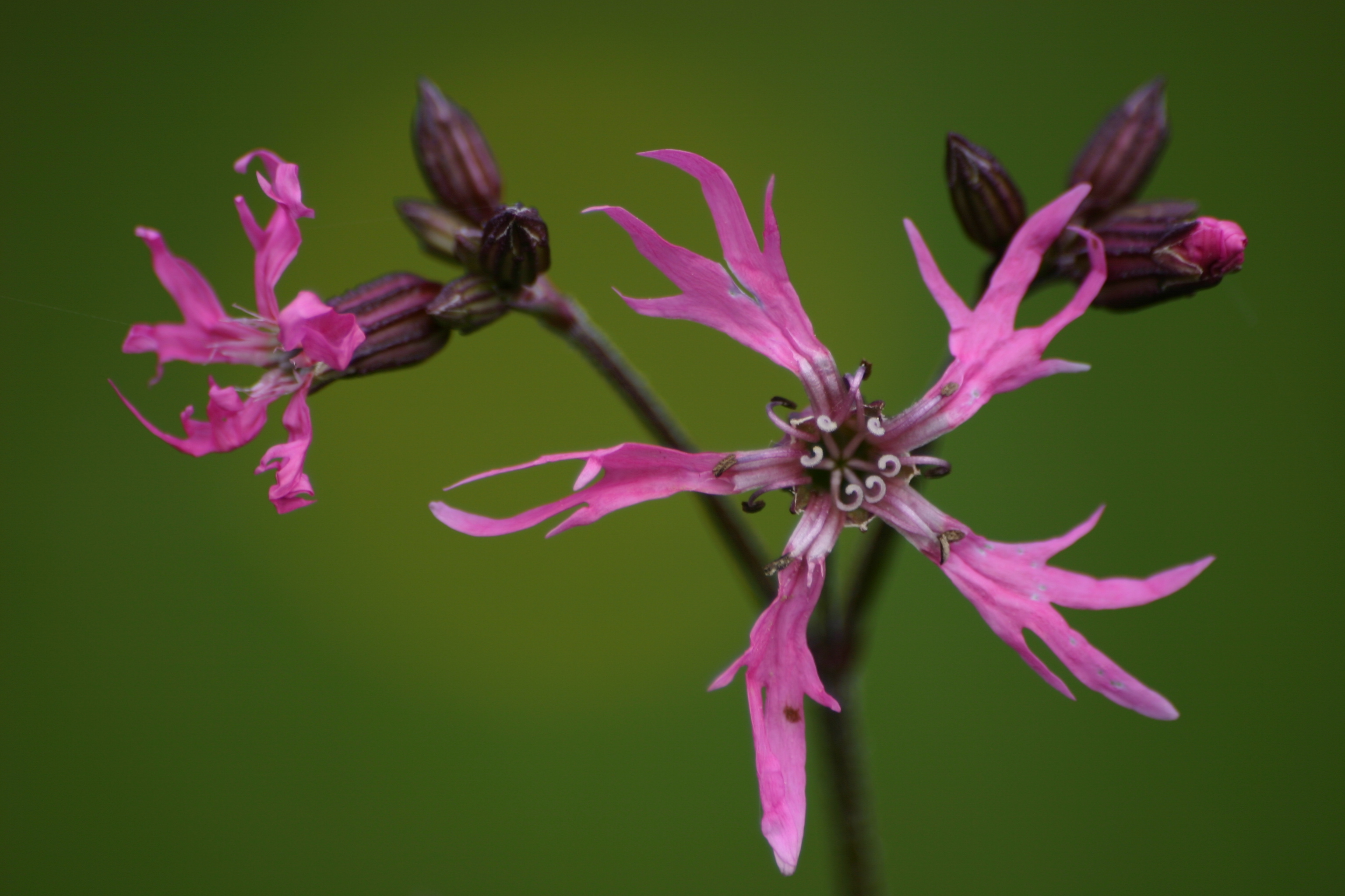 25082013210844 1606 art 1270 lychnis flos cuculi img 7864 4