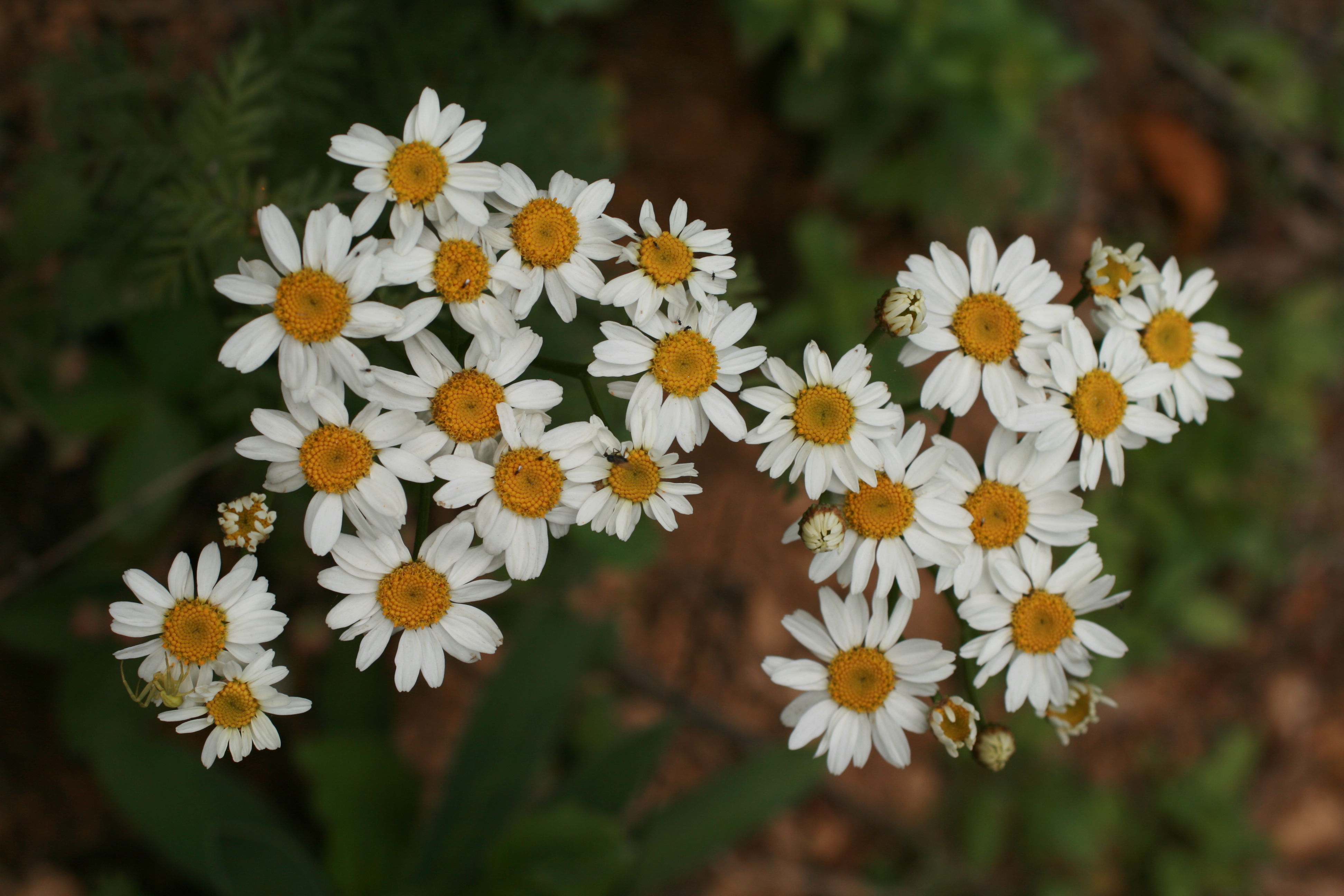 25082013211513 1607 art 1265 tanacetum corymbosum sotinaslo img 8863 5