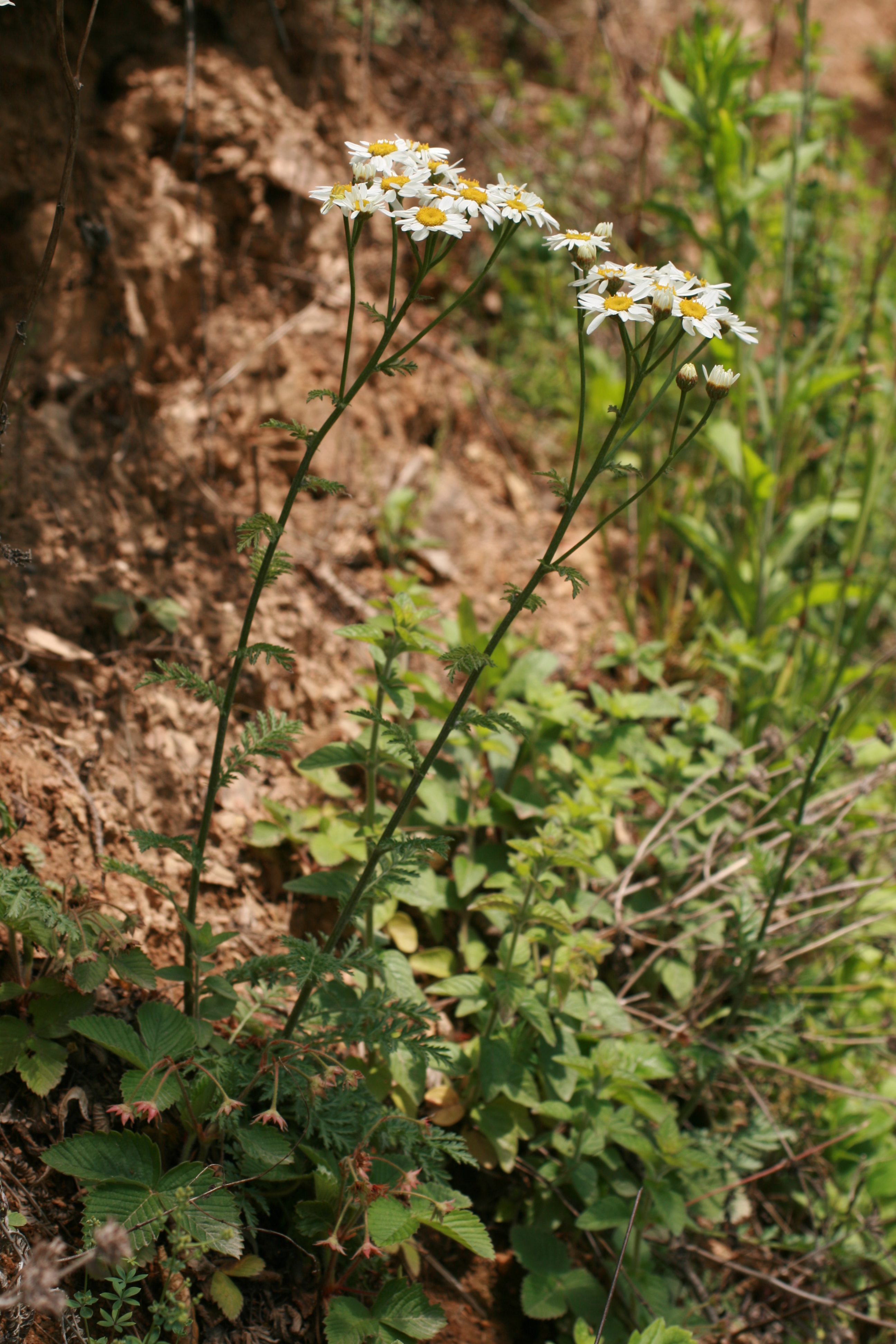 25082013211733 1608 art 1265 tanacetum corymbosum sotinaslo img 8863 10